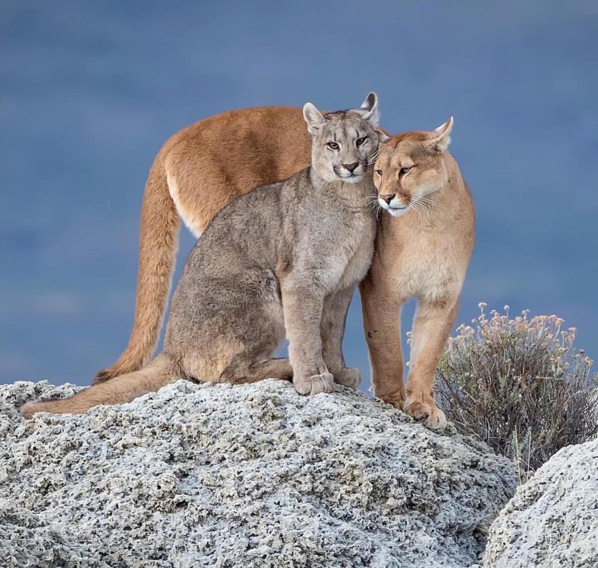 Название животных парами. Североамериканская Пума. Горная Пума. Пума (Puma concolor):. Кугуар горный Лев.