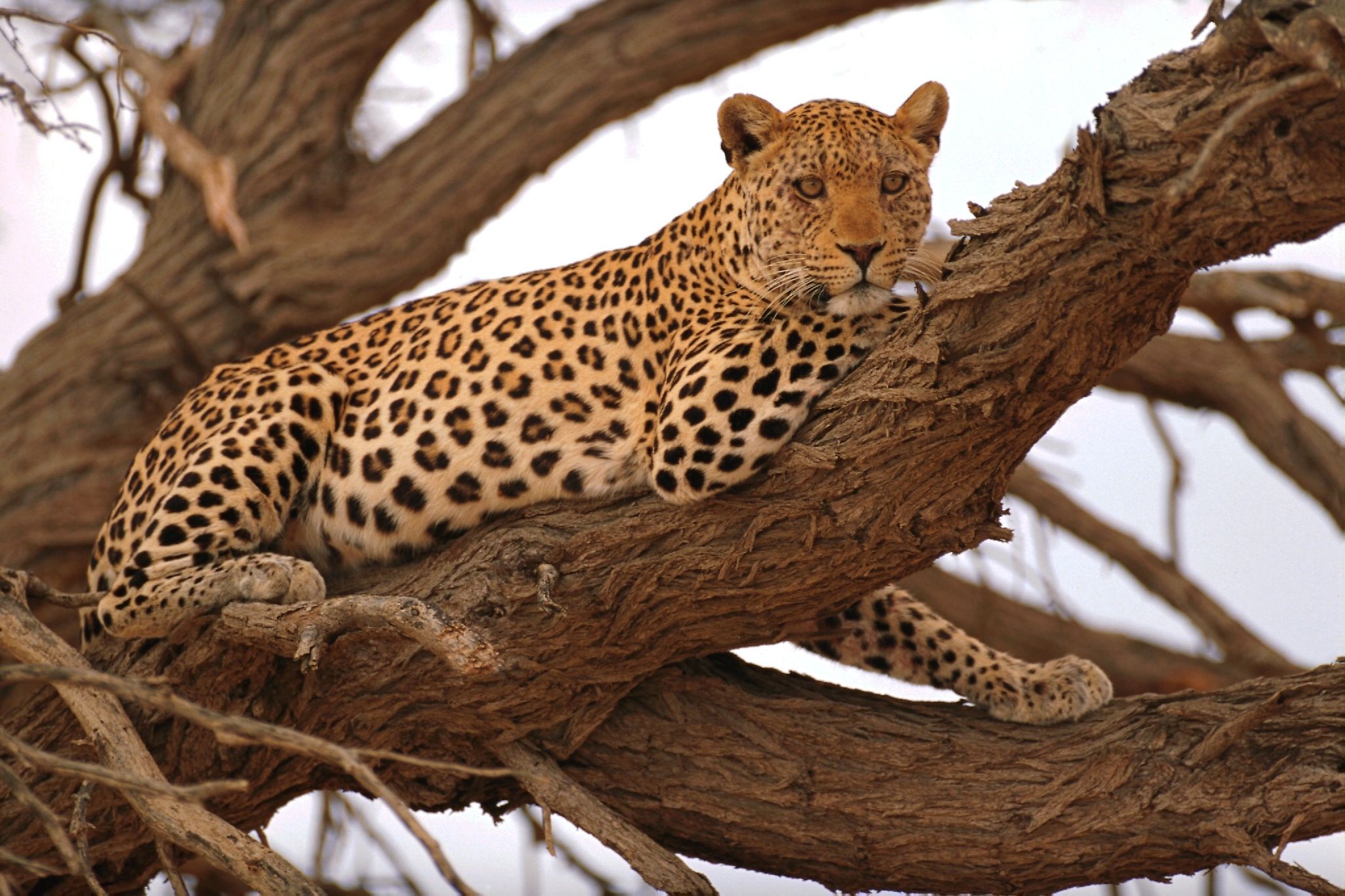 Большие фотки. Леопард. Леопард на дереве. Гепард на дереве. Леопард на ветке.