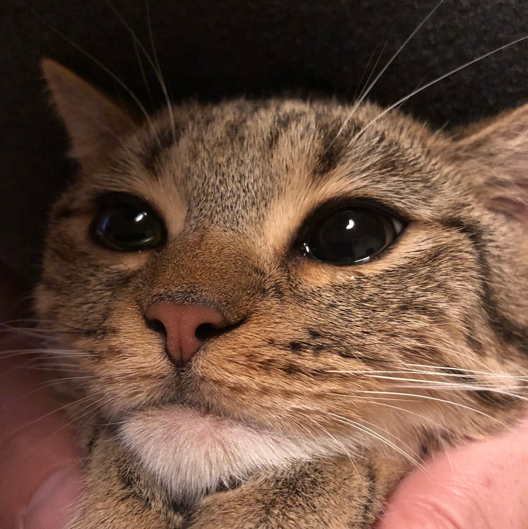 Плачущий кот с пальцем вверх — Meming Wiki