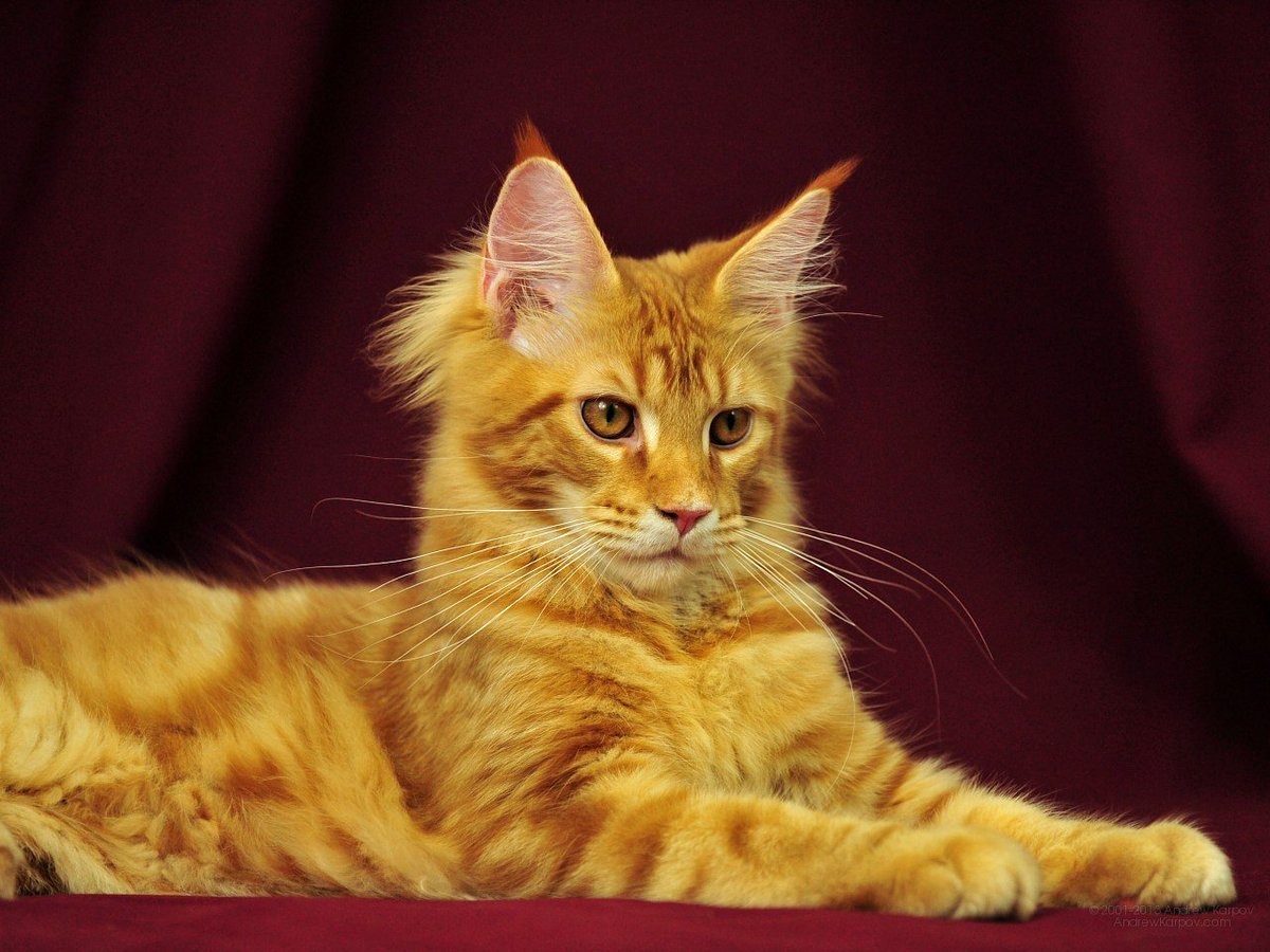 Рыжие породы кошек с фотографиями. Мейн-кун. Мейн кун рыжий. Кот Мейн кун. Мейн кун рыжий котенок.