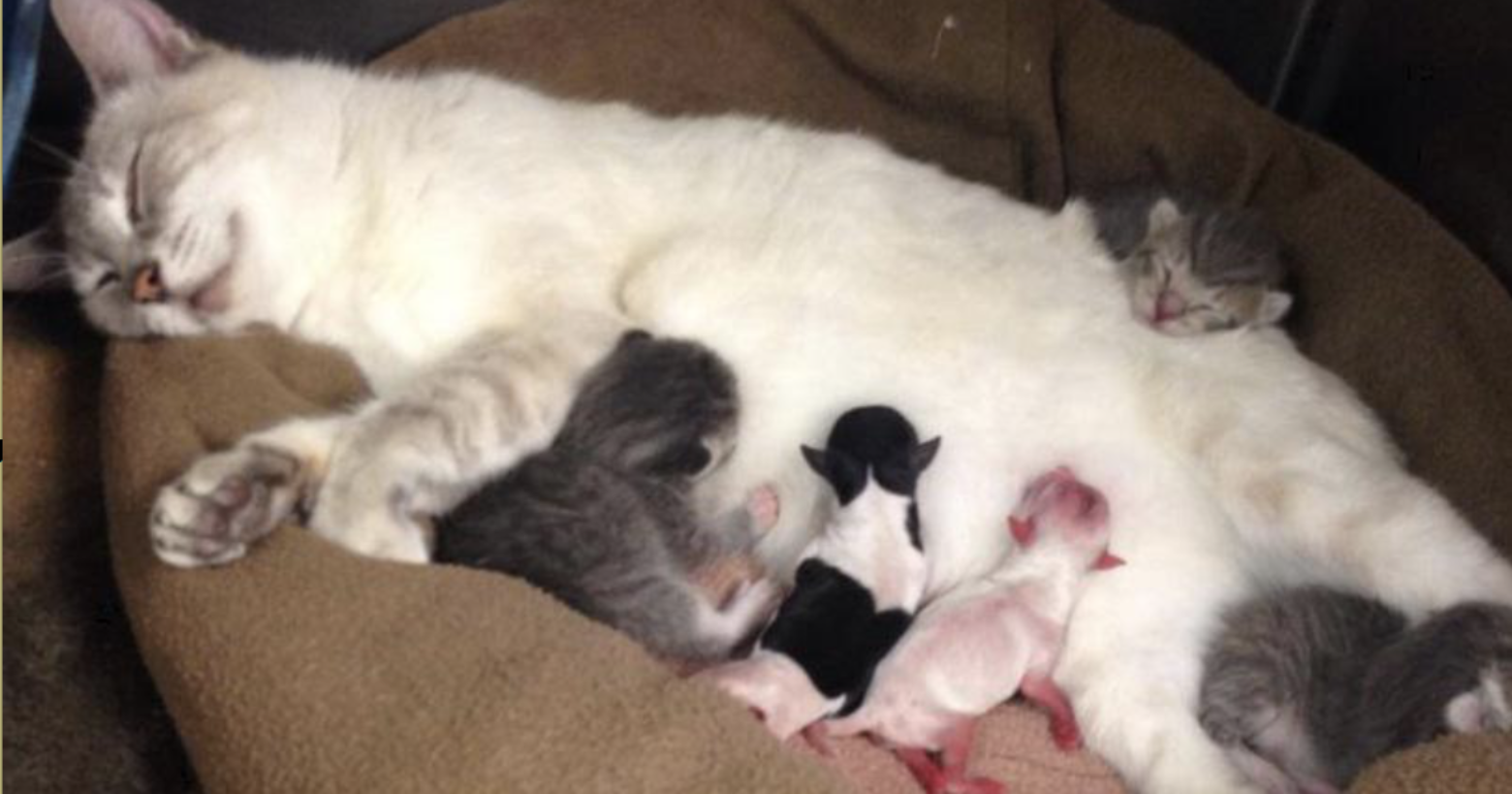 Можно вместе с видео. Новорожденные котята. Кошка с новорожденными котятами. Кошка и Новорожденные котята.