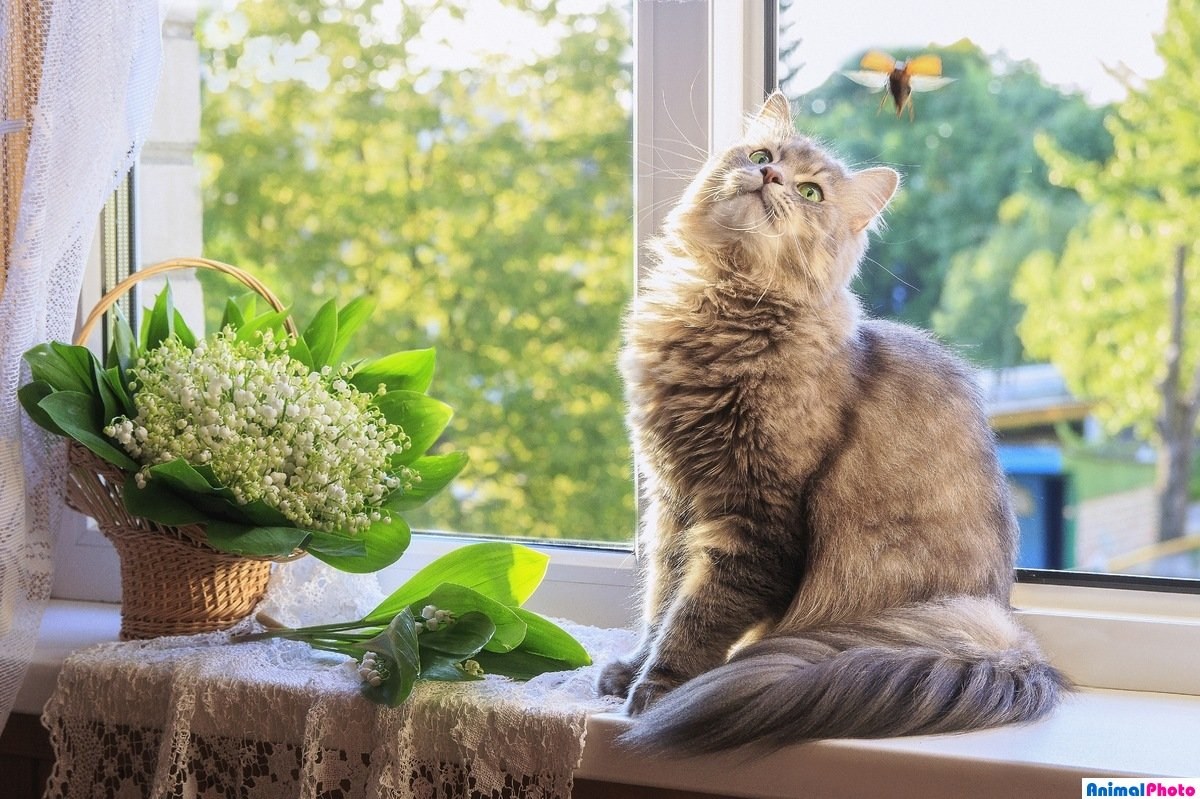 Подарить цветы в окно. Коты на подоконнике. Кошка на окне.