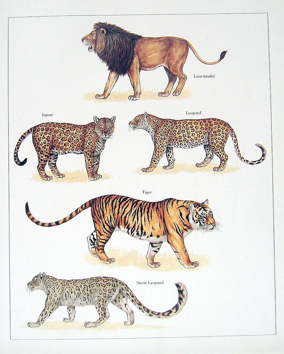 Гепард леопард Ягуар Пума