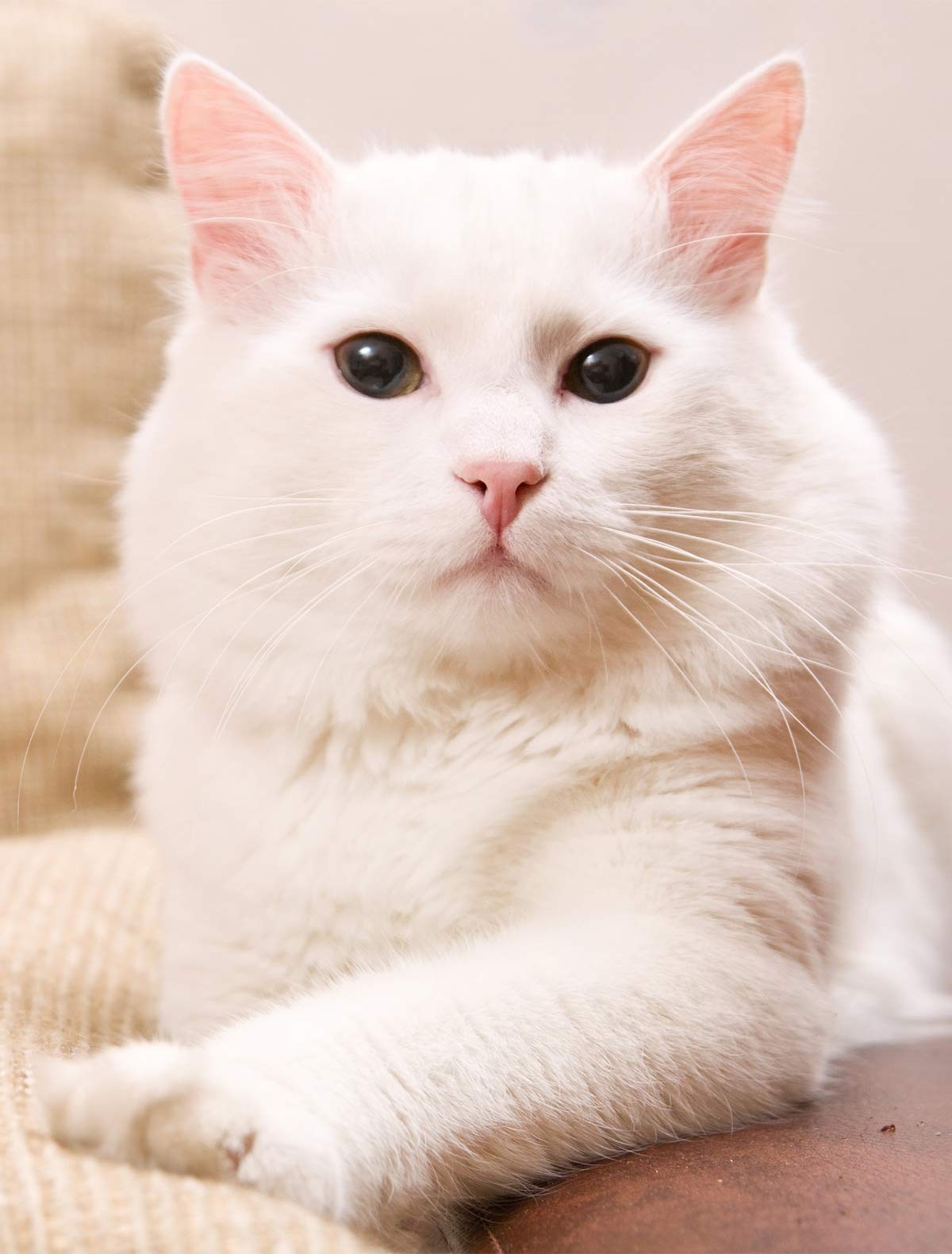 Какая порода белых котов. Турецкая ангора кот. Белая ангорская кошка. Турецкая ангора белая. Турецкая ангора кот белый.