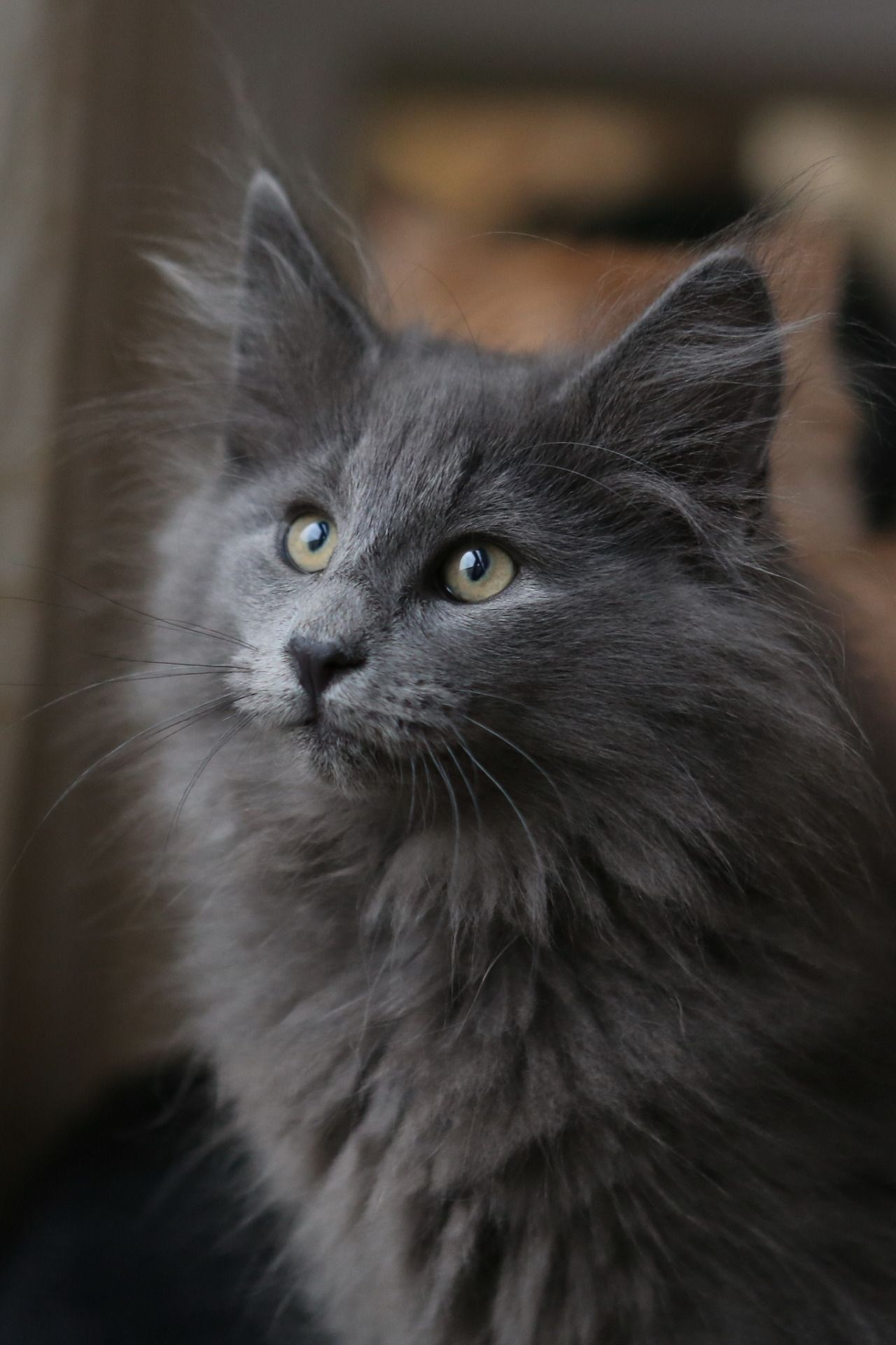 Дымчатый пушистый кот - картинки и фото koshka.top