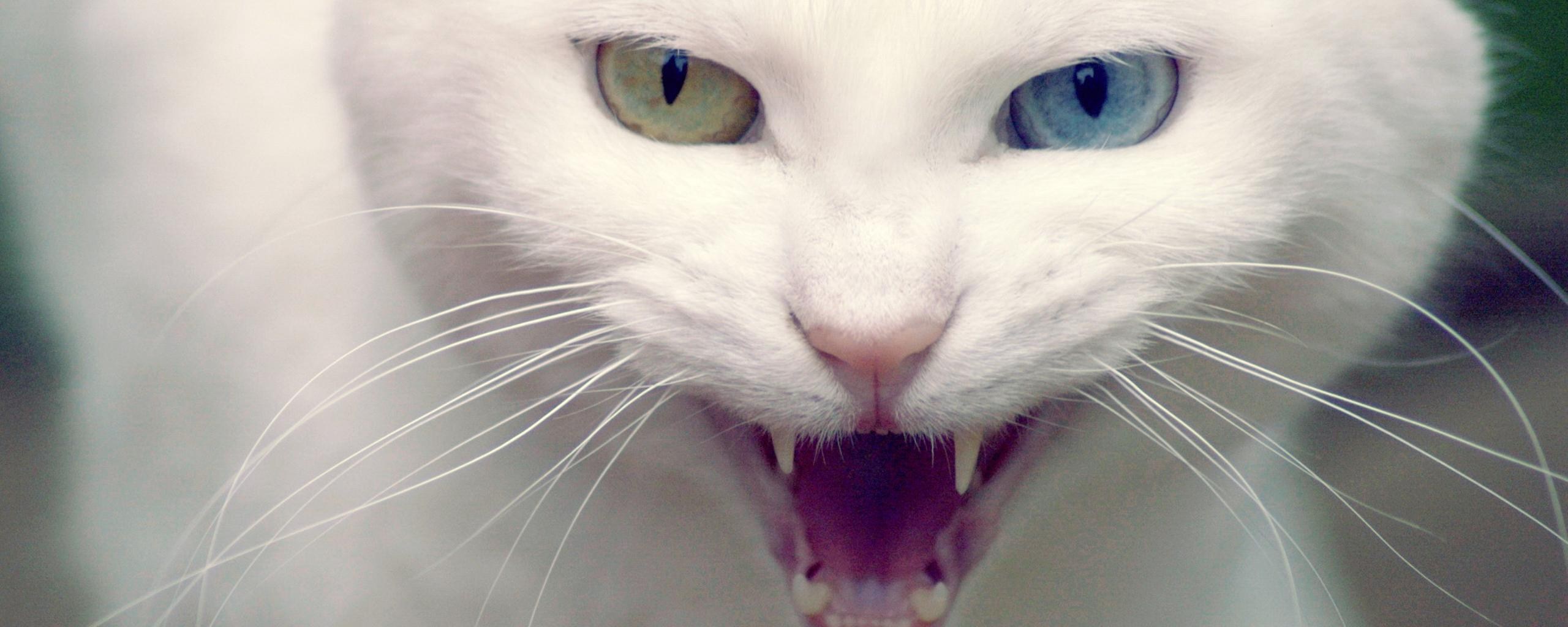Белый кот шипит Мем