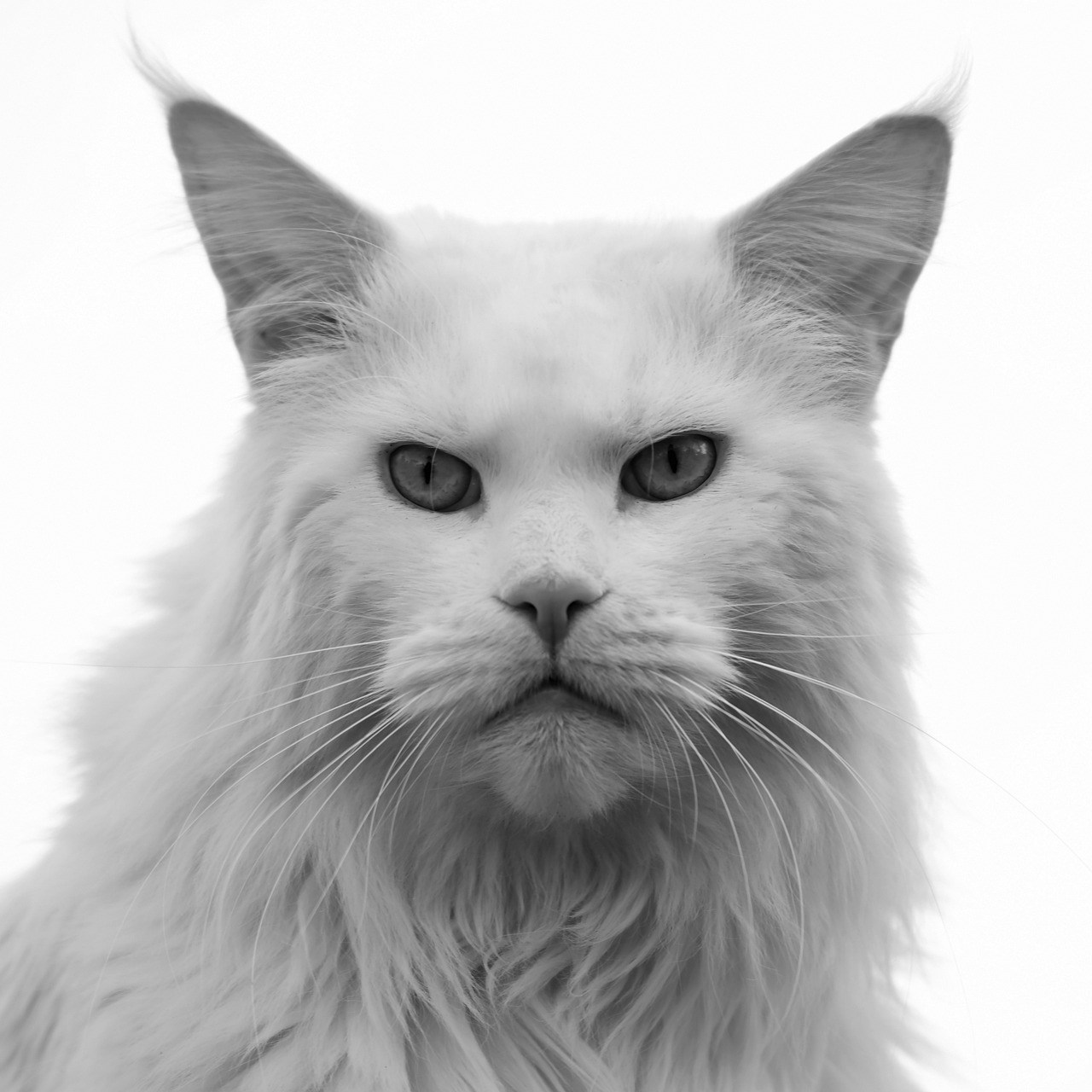 Злой белый котик
