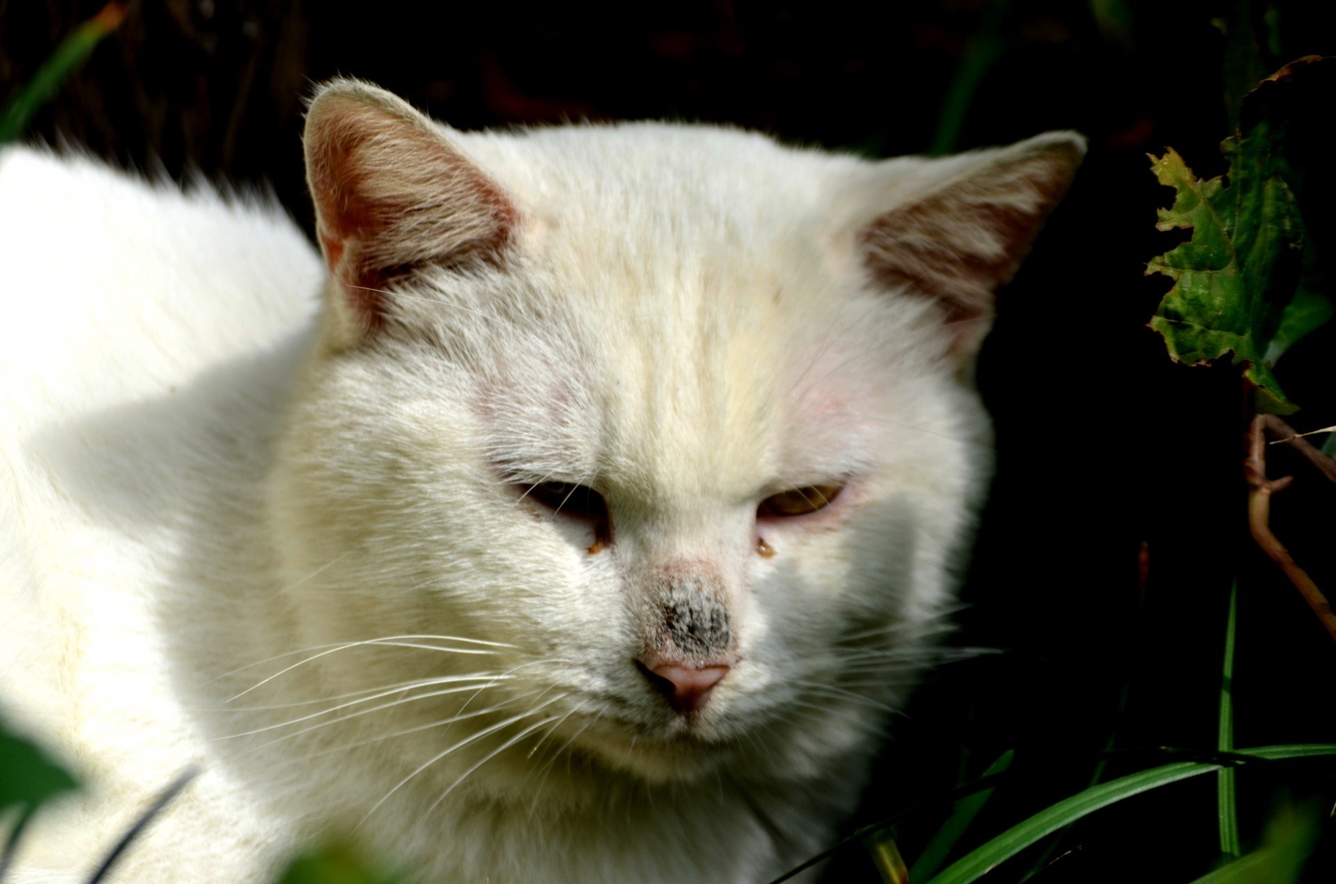 Включи белого кота. Кошка белая. Злая белая кошка. Злой белый котенок. Слепая белая кошка.