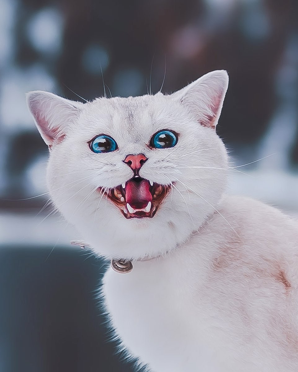 Злая белая кошка