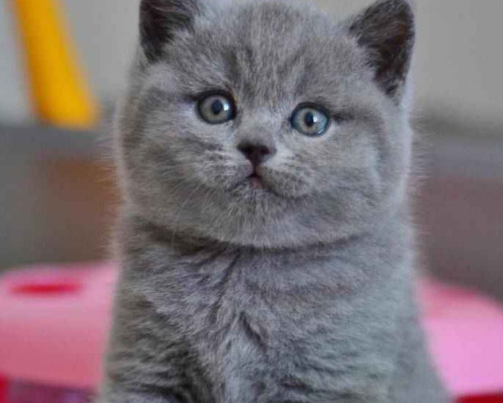 Шотландская короткошёрстная кошка голубая