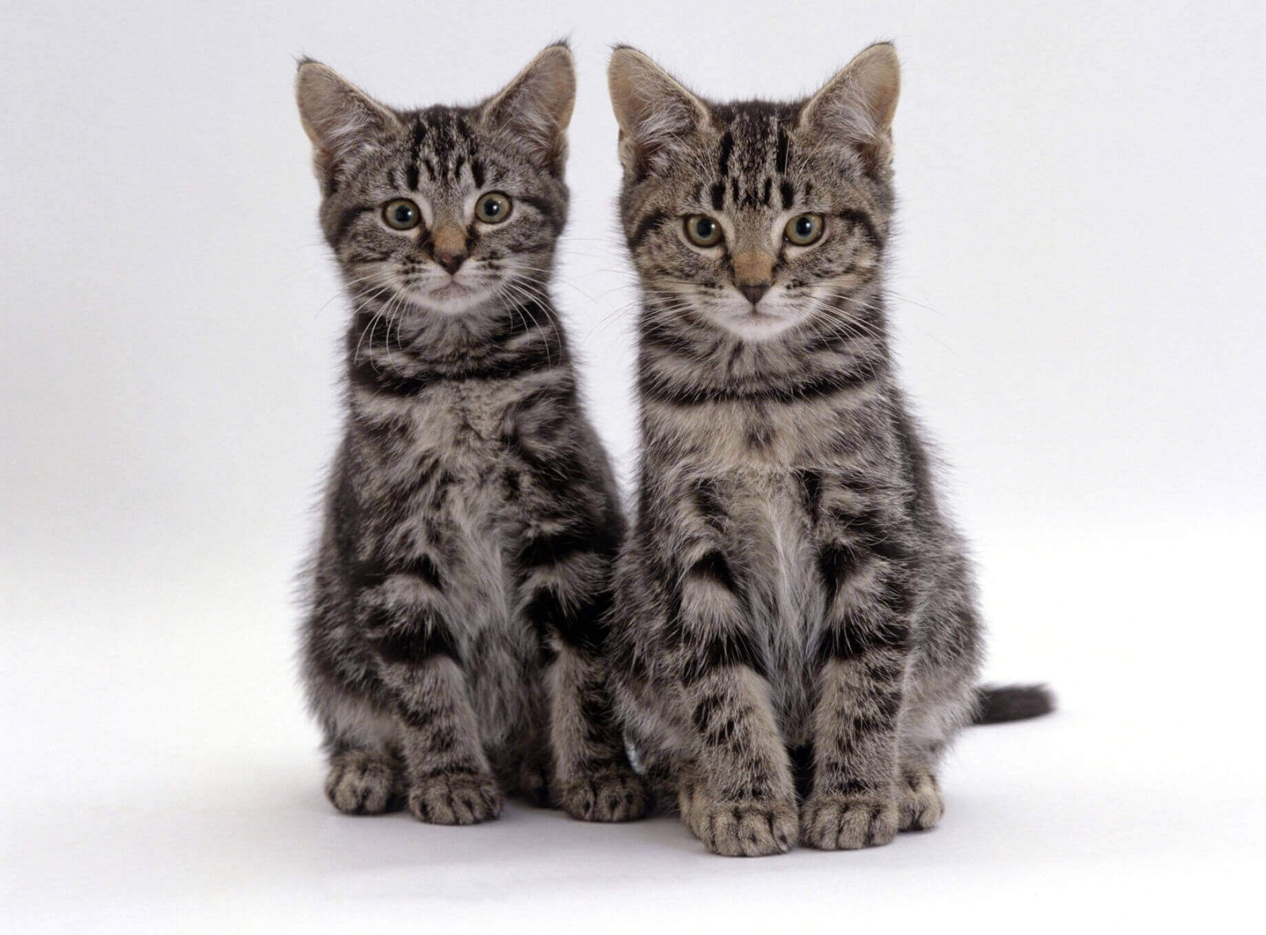 Кот или кошка по мордочке - картинки и фото koshka.top