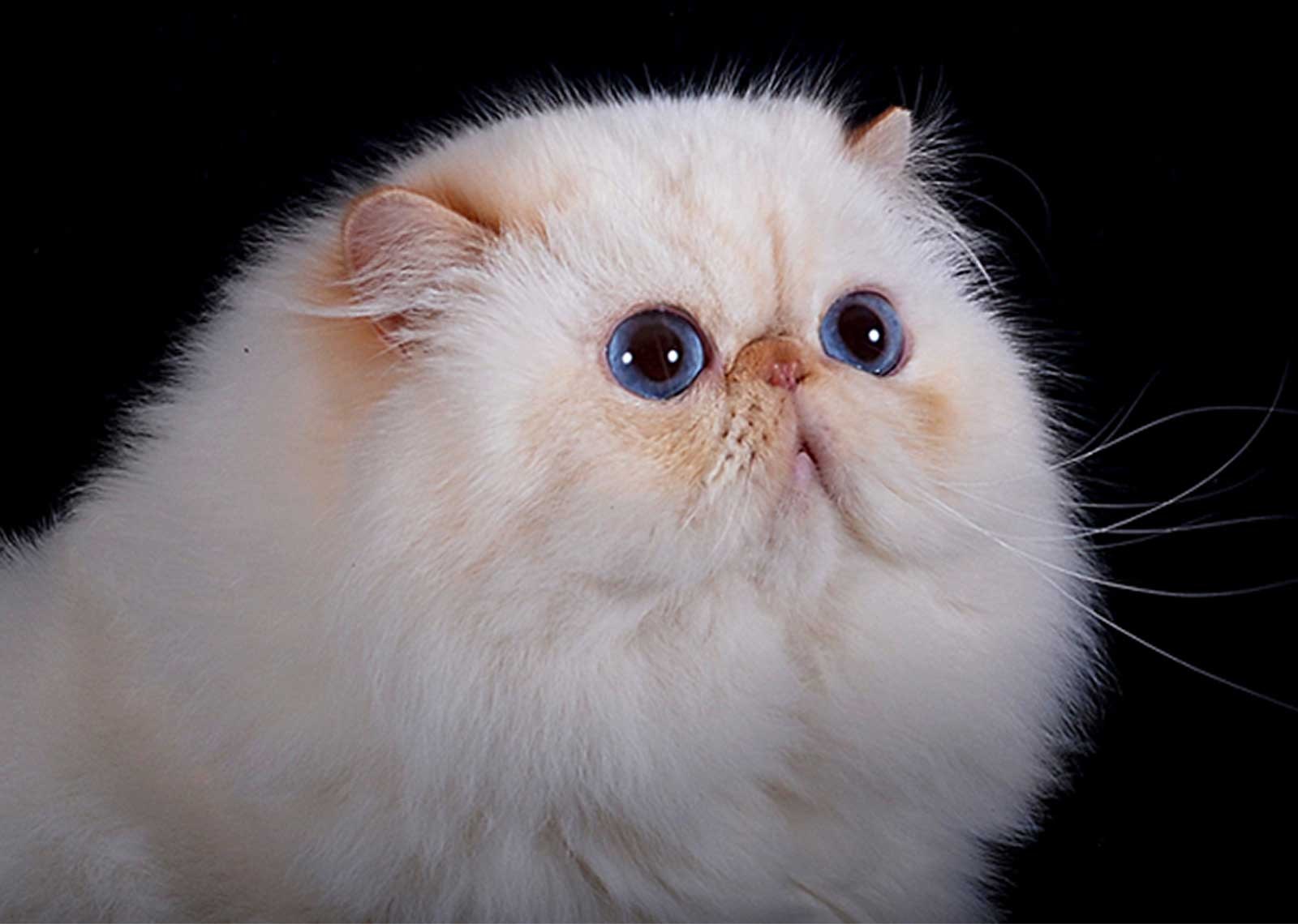 Персидская кошка плоскомордая