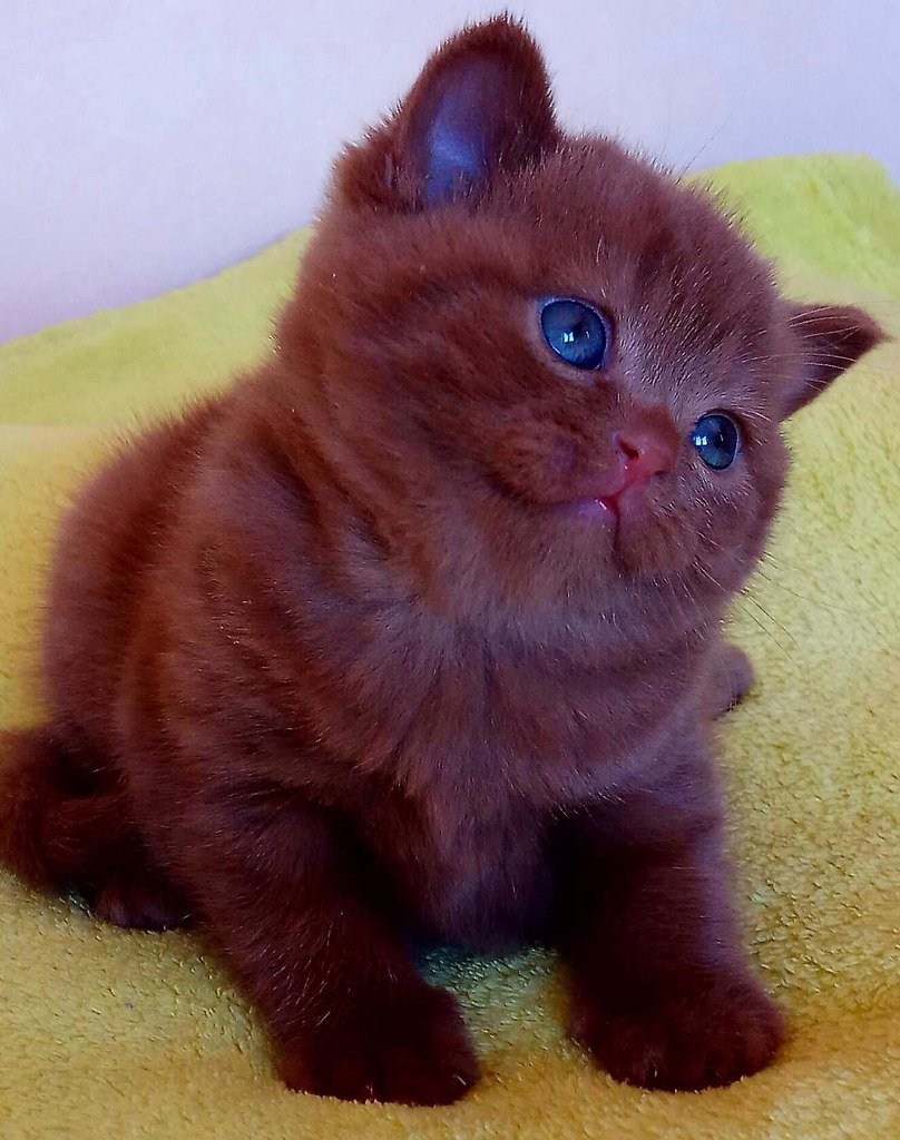 Кот шоколадного цвета с голубыми глазами - картинки и фото koshka.top