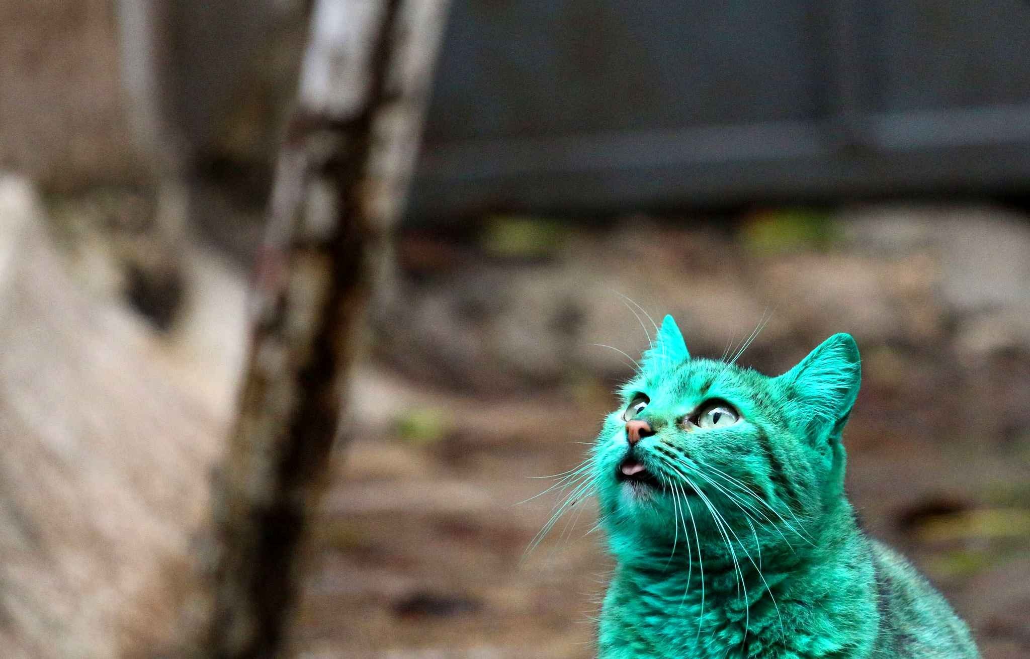 Зеленый котенок. Зеленый кот Варна. Зеленый кот в Болгарии. Зелёный кот из Варны. Зеленая кошка.