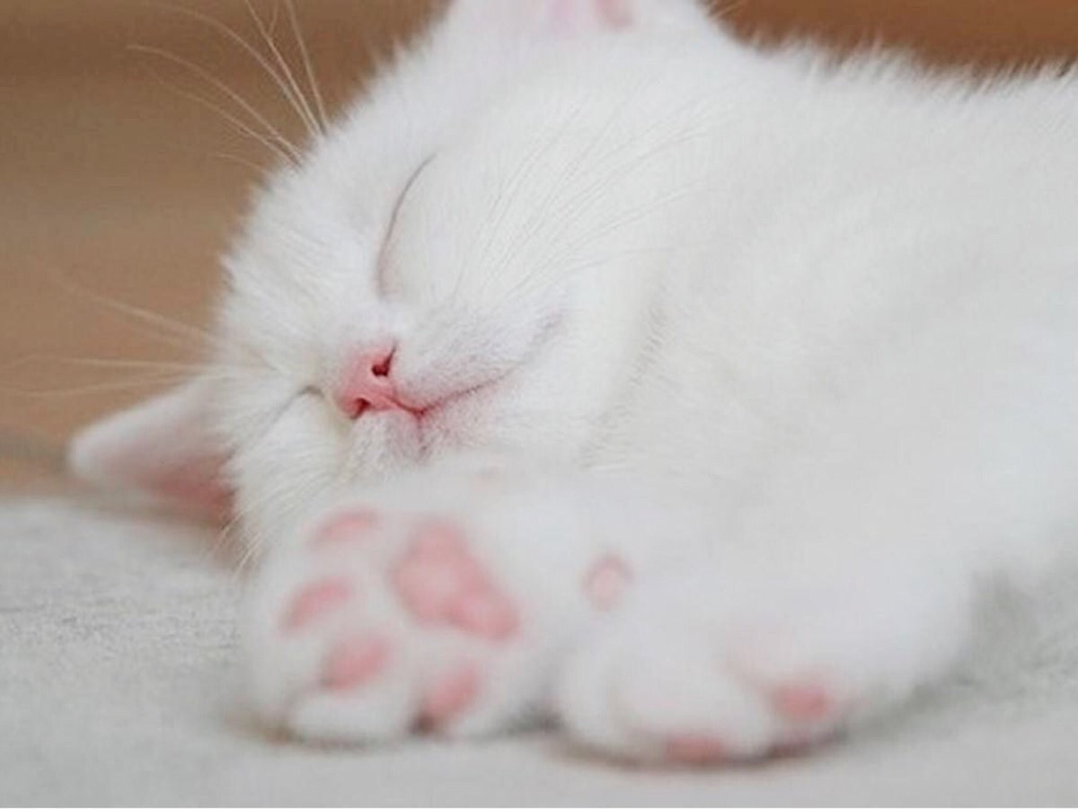 Спящий белый котенок