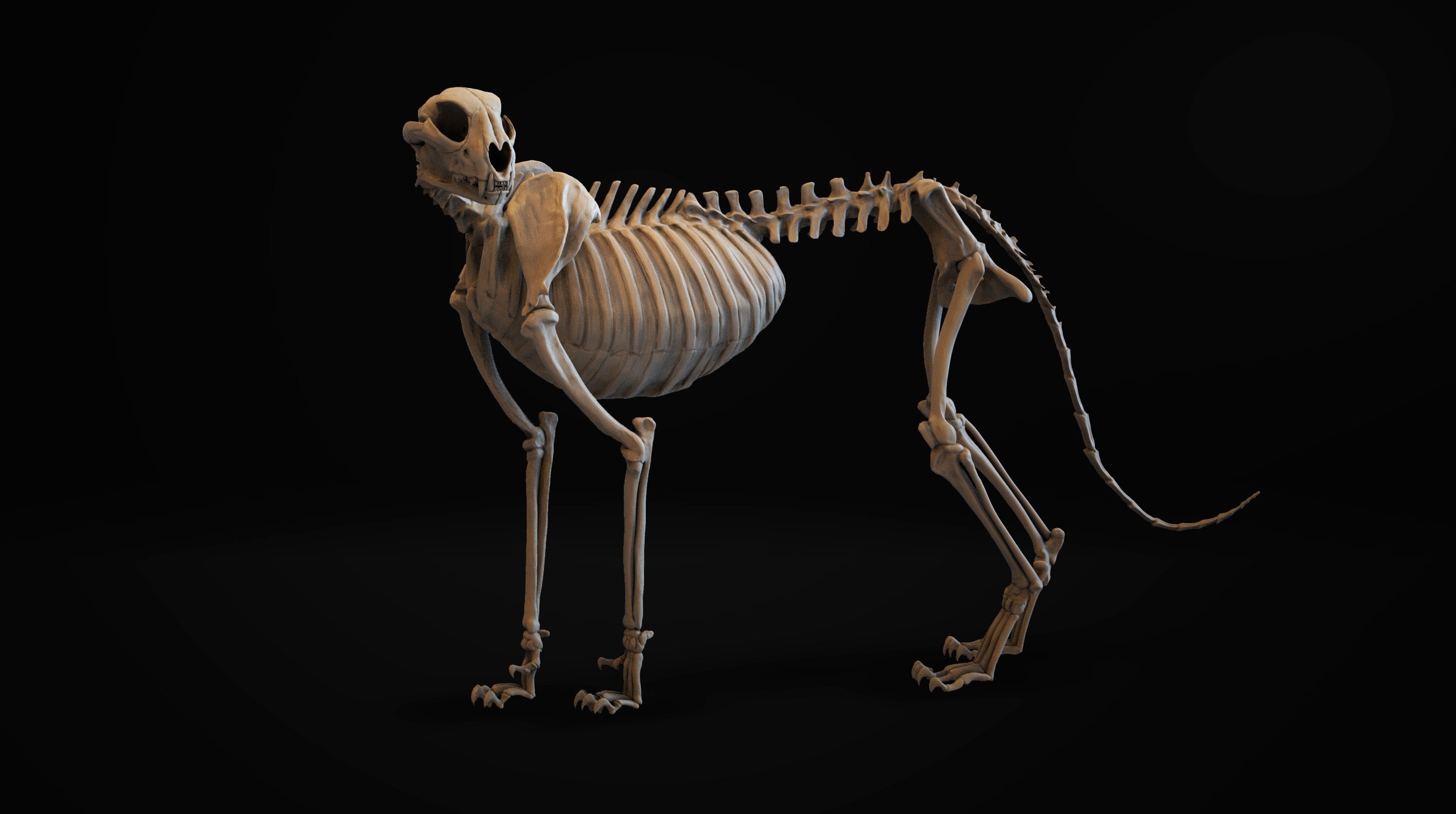 Скелет гепарда