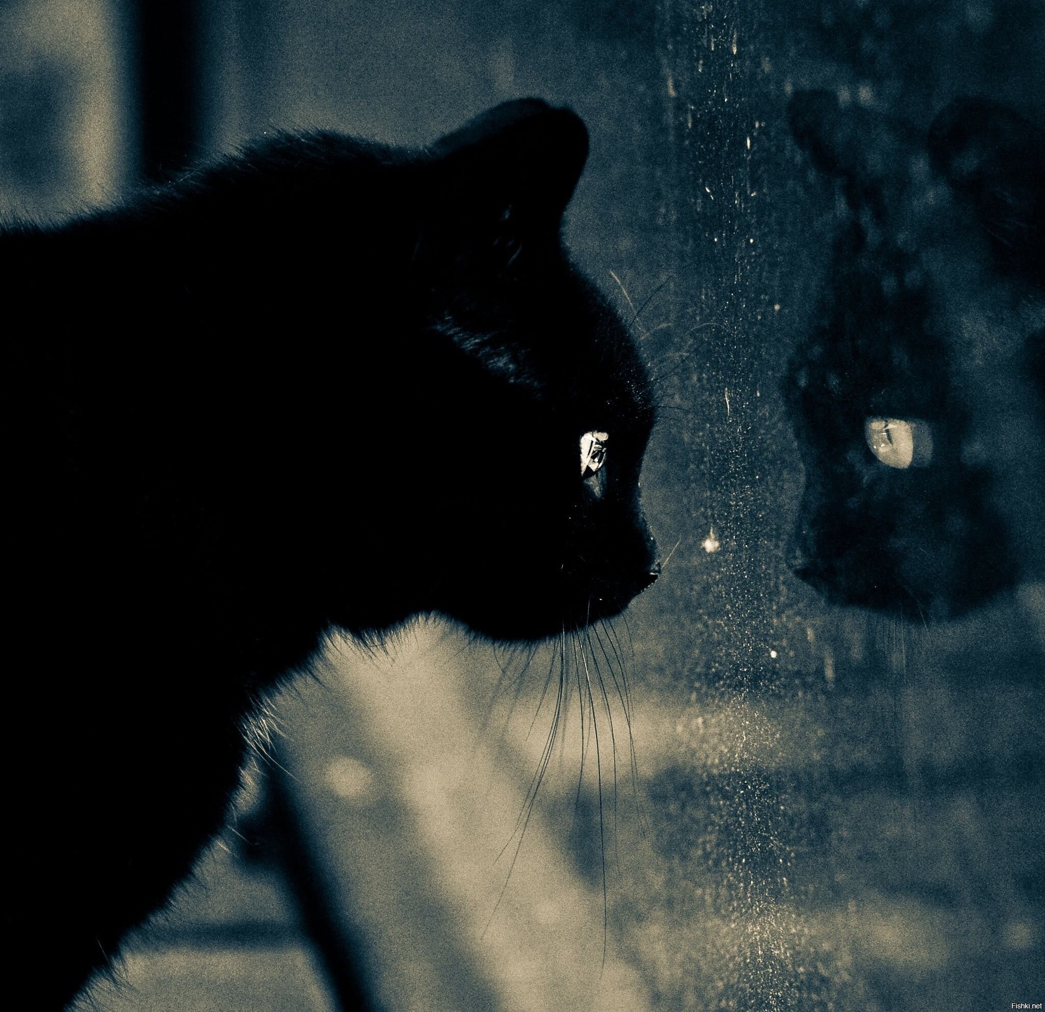 Кошка грустная песня. Чёрный кот. Грустная черная кошка. Грустный черный кот. Одинокий кот.