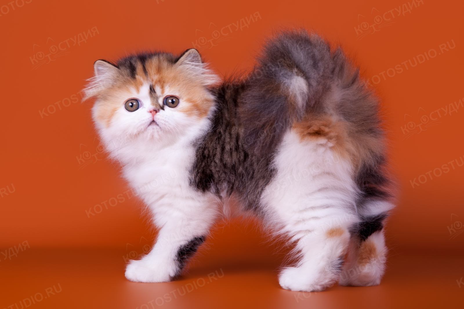 Трехцветные персидские котята 3 месяца