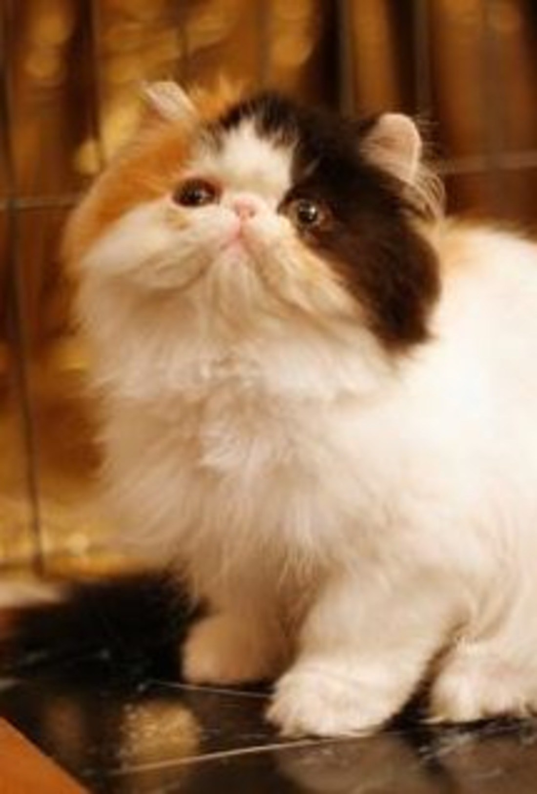 Персидский котенок трехцветный