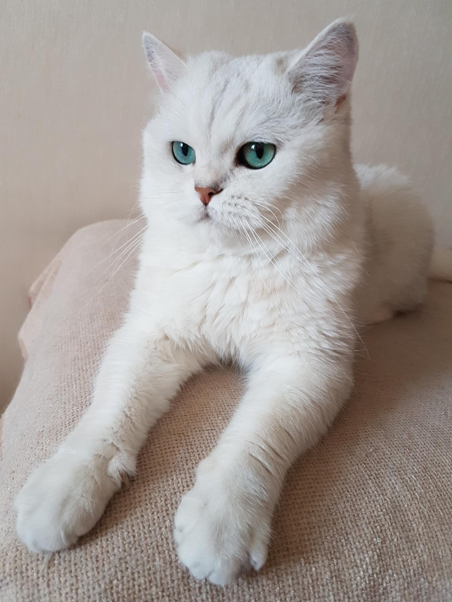 Шотландский кот шиншилла белая