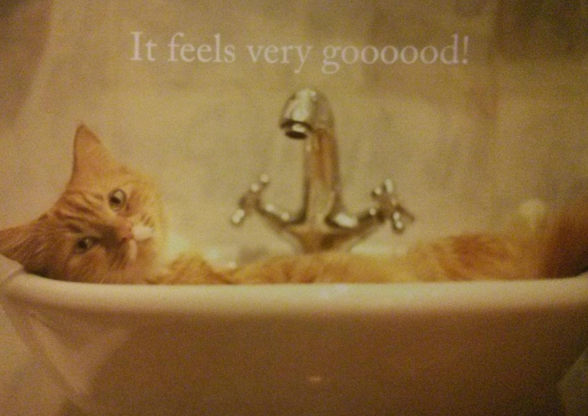 Купание котенка. Рыжий кот в ванной. Кошка в ванне. Котенок купается. Кот моется в ванной.