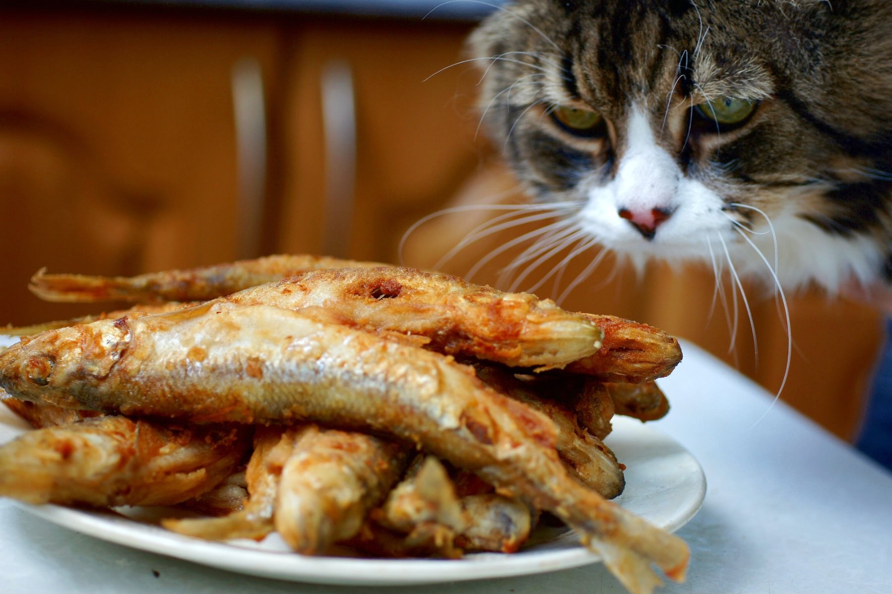 Кошкам можно соленое. Кот ворует со стола. Кот с рыбой. Кот ест жареную рыбу.
