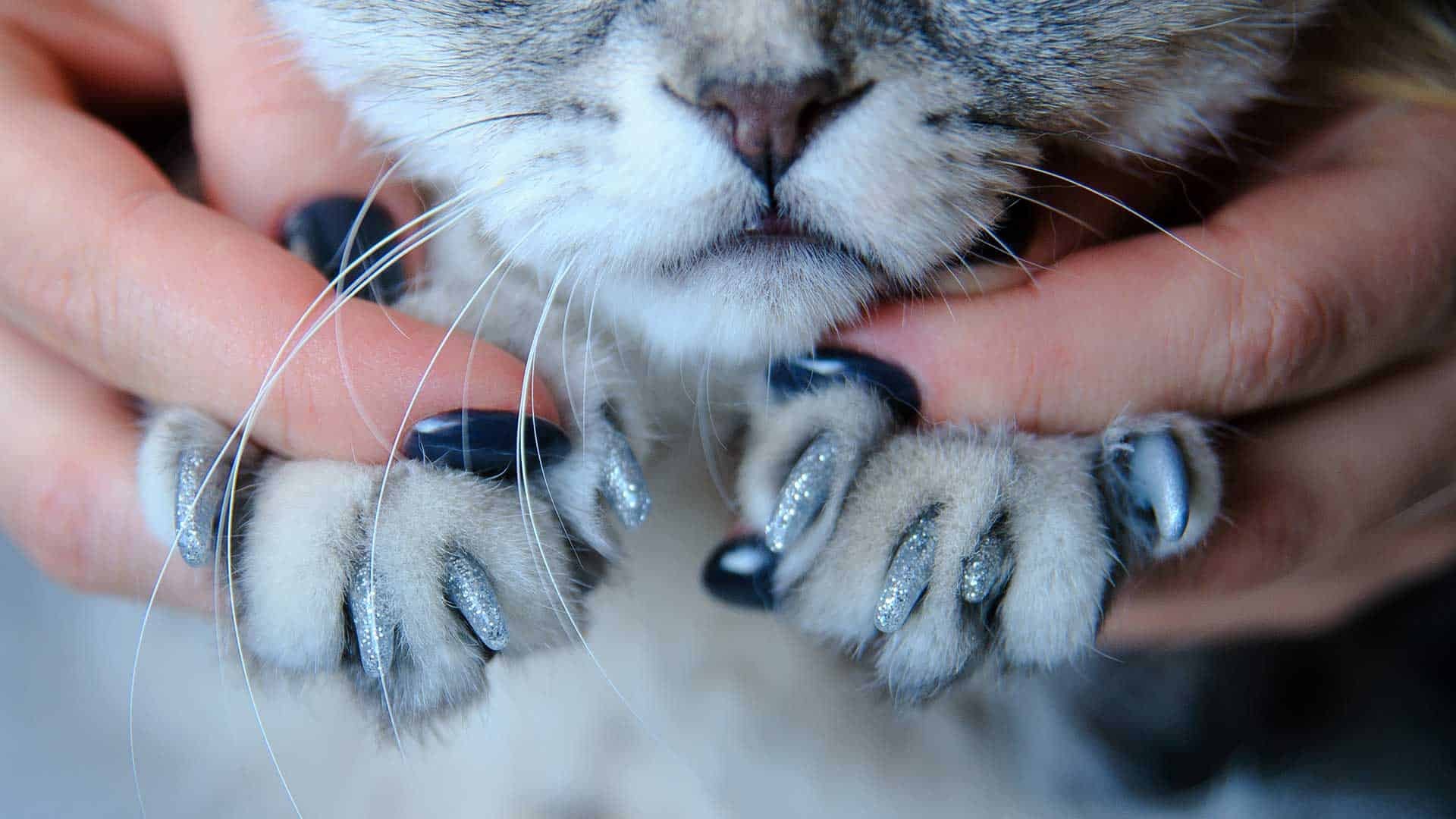 Сколько у кошки ногтей. Кошачий коготь. Маникюр когти кошки.
