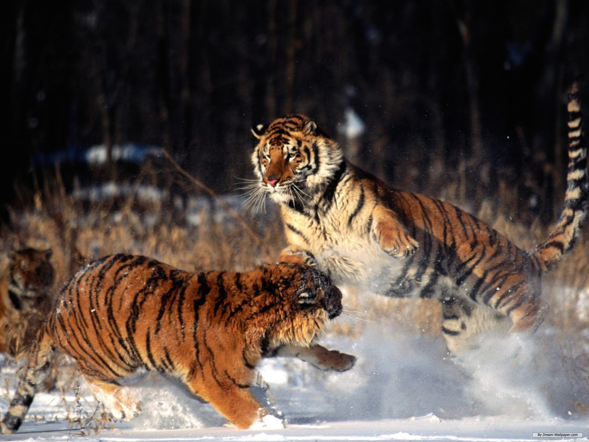 Схватки диких. Амурский тигр. Уссурийский тигр. Амурский тигр фото. Амурский Сибирский тигр.