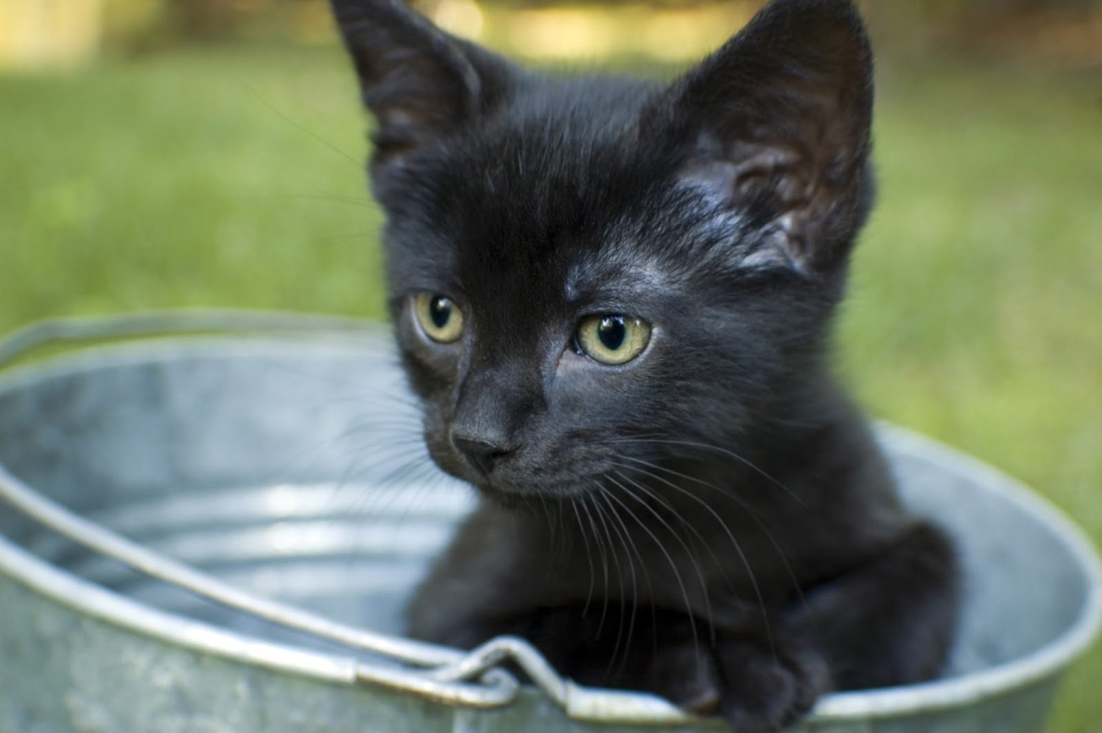 Черная кошка в доме хорошо. Черный котенок. Черный кот с пустым ведром. Черная кошка. Черный кот суеверия.