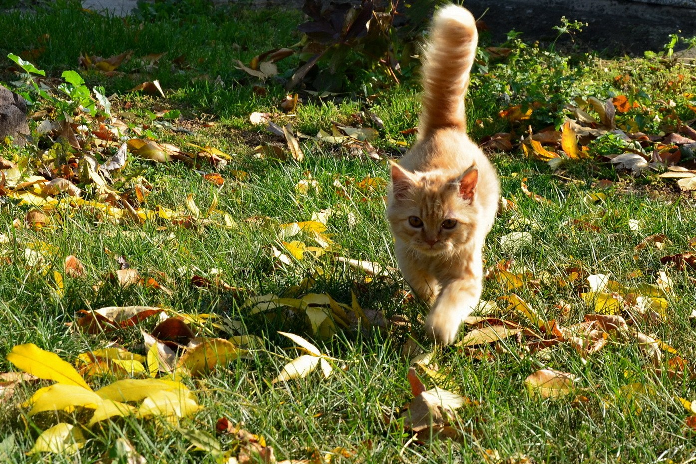 Белый кот боня убежал в лес. Кошка на природе. Кот осень. Кошка лето. Рыжий кот осень.