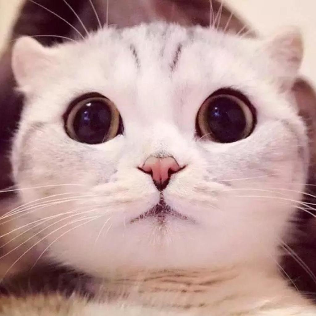 Кот с умоляющими глазами