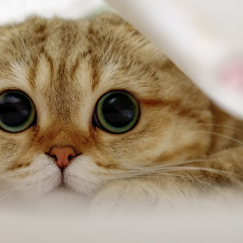 Порода кошек с большими глазами - 68 фото