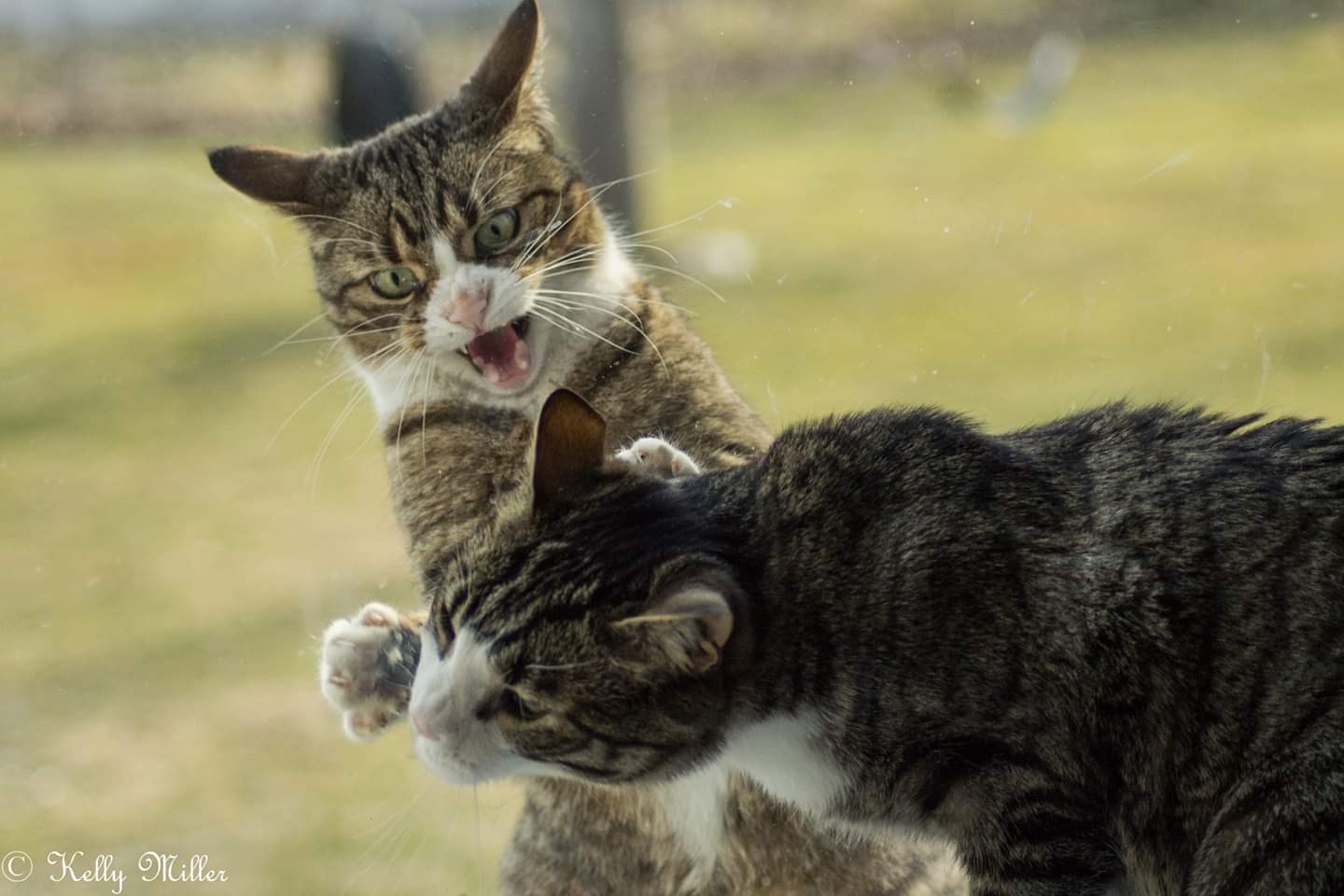 These cats. Супер драка котов.