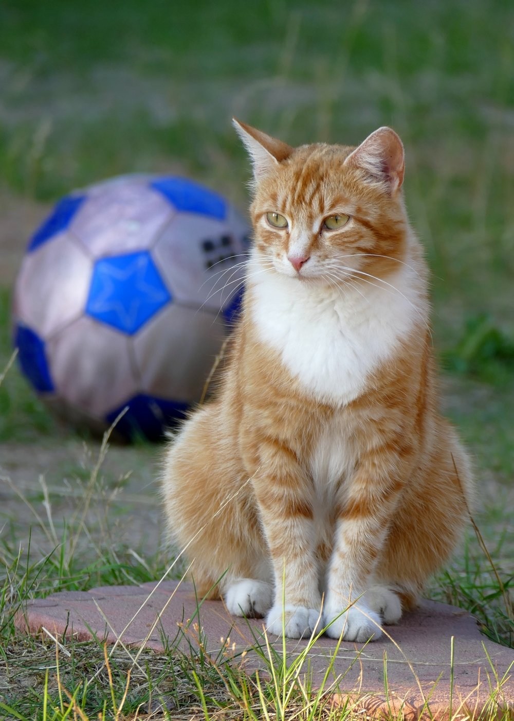 Кот с мячом