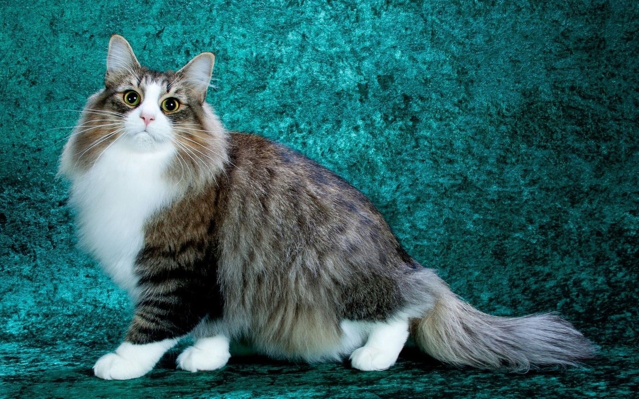Домашняя длинношерстная кошка - картинки и фото koshka.top