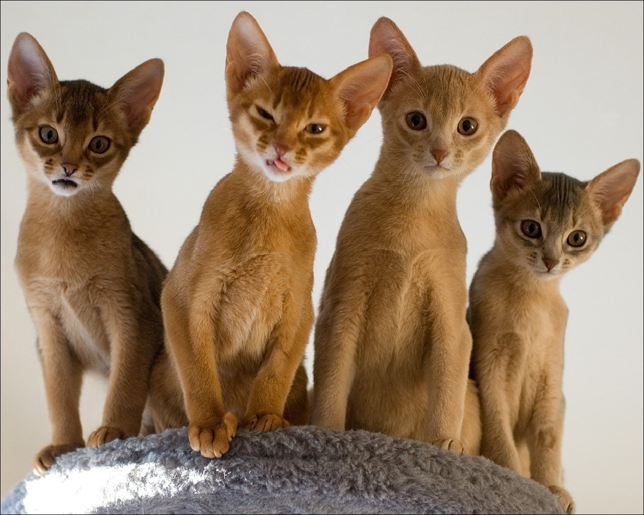 Другая порода кошек. Абиссинская кошка. Абиссинская кошка котёнок. Порода котов абиссинец. Абиссинская порода кошек котята.
