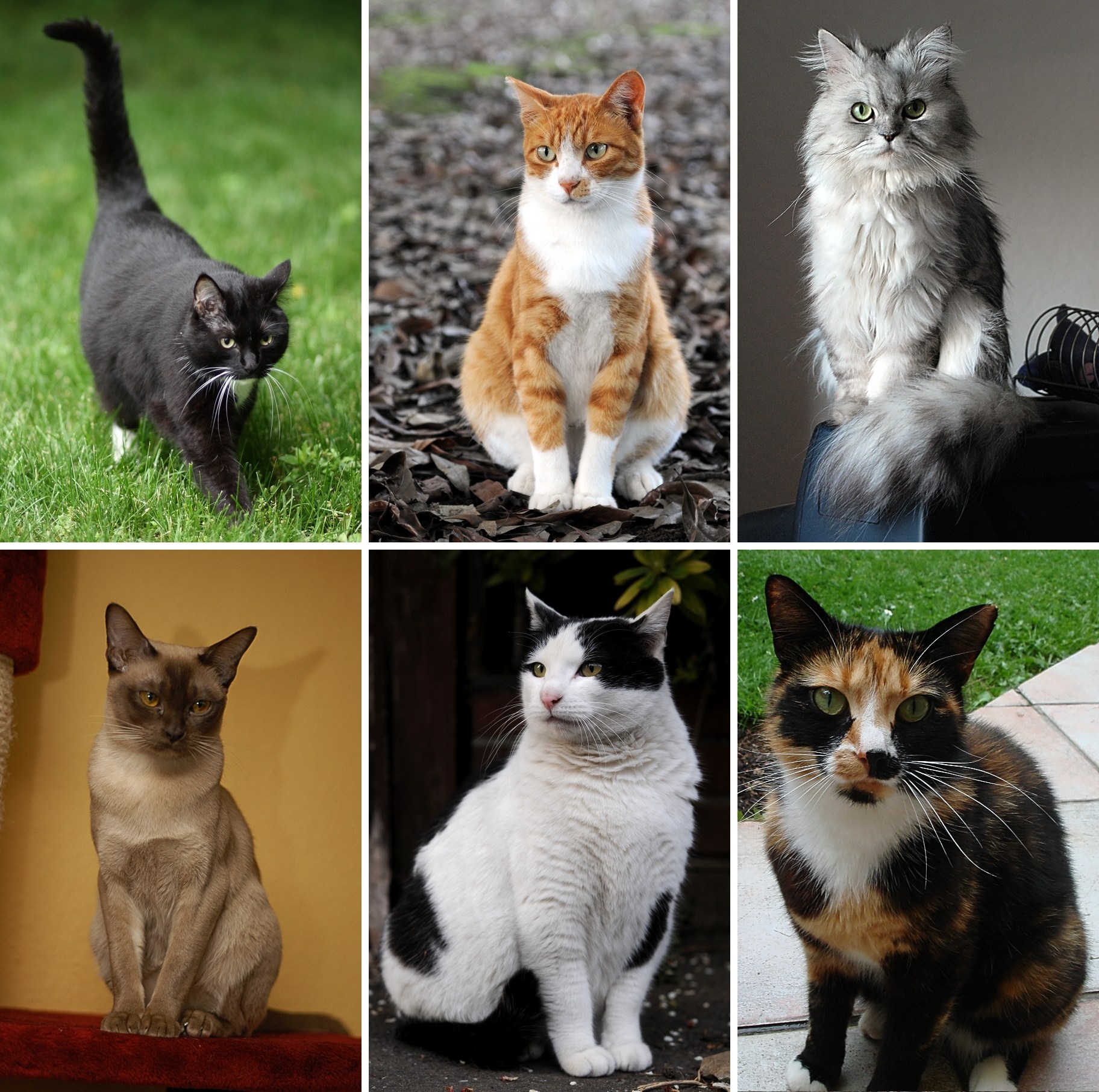 Найти породу кошки. Разные кошки. Породы кошек. Породистые кошки. Самые популярные породы кошек.