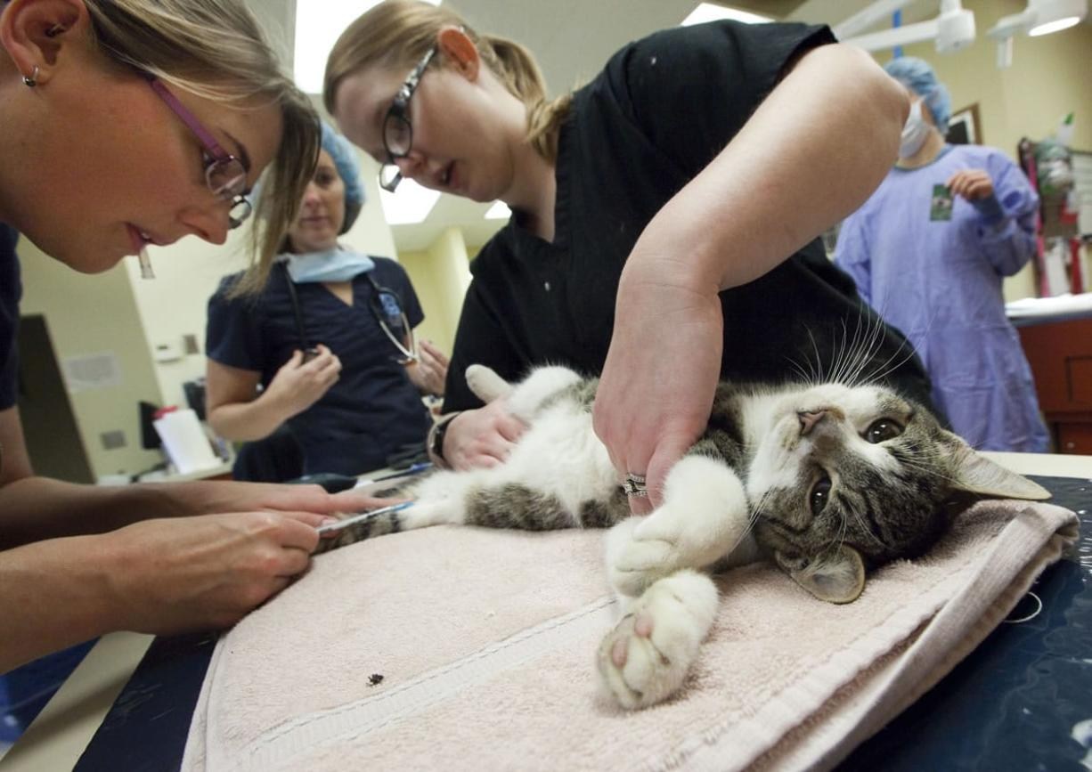 Ветеринар усыпить кошку. Усыпление животных в ветклинике. Усыпление кота в ветеринарной клинике.