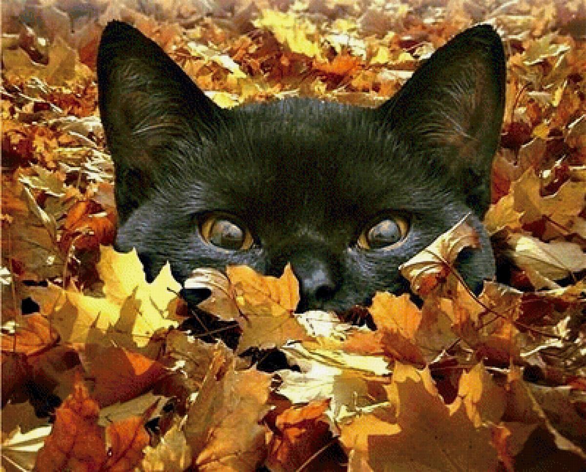 Кот в листве