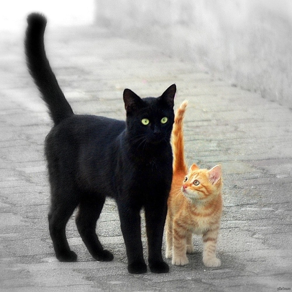 Рыжий и черный кот