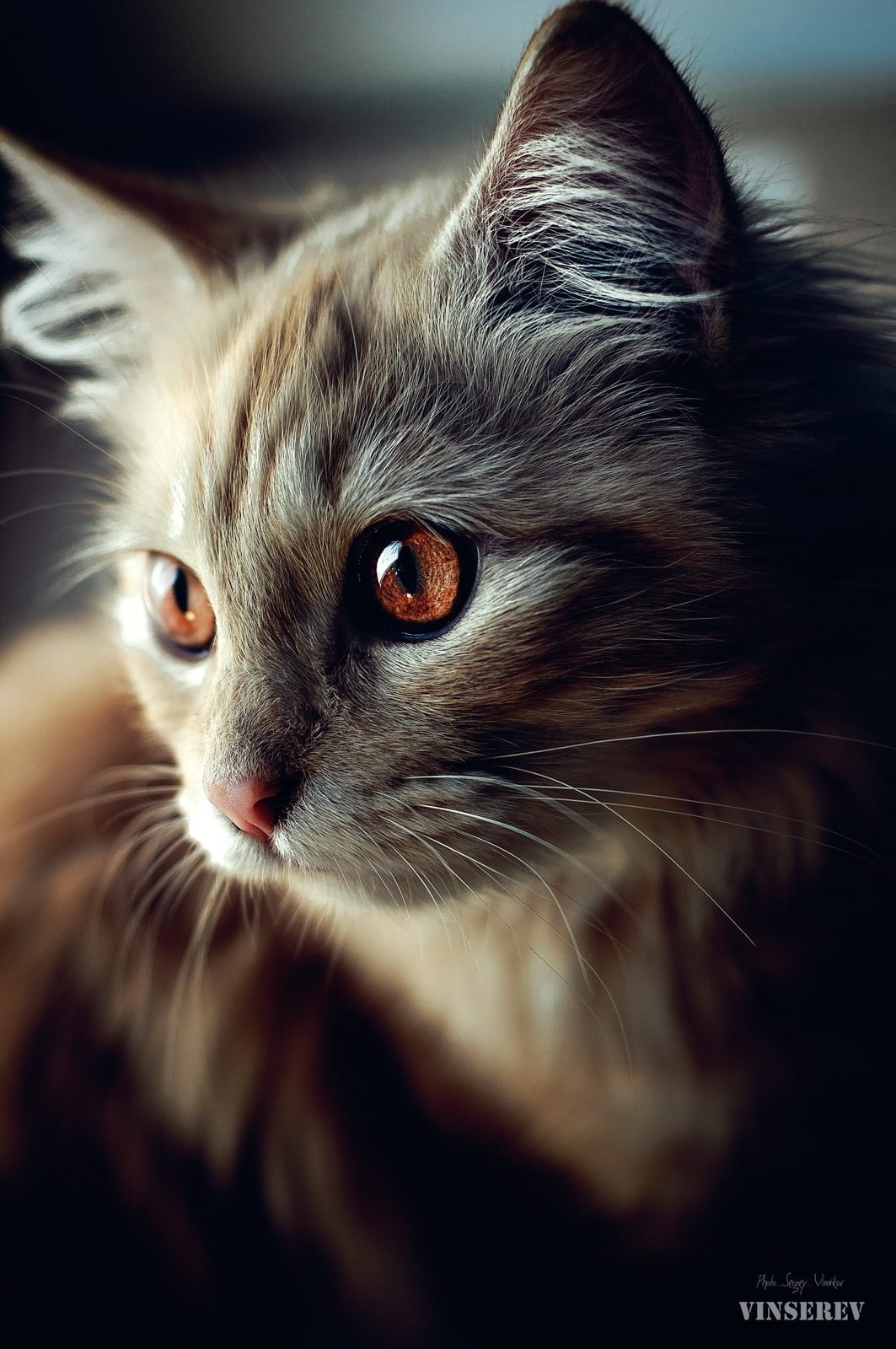 красивое фото кошки на аву