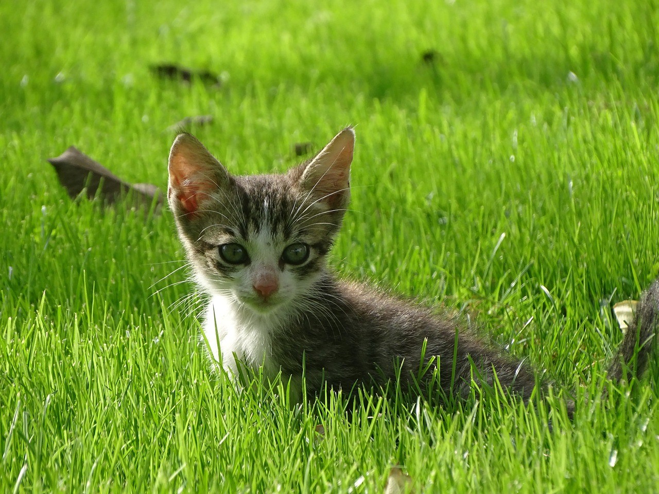 Кот пол года. Ирландские котята. Котенок в траве. Ирландский котик. Котенок в траве фото.