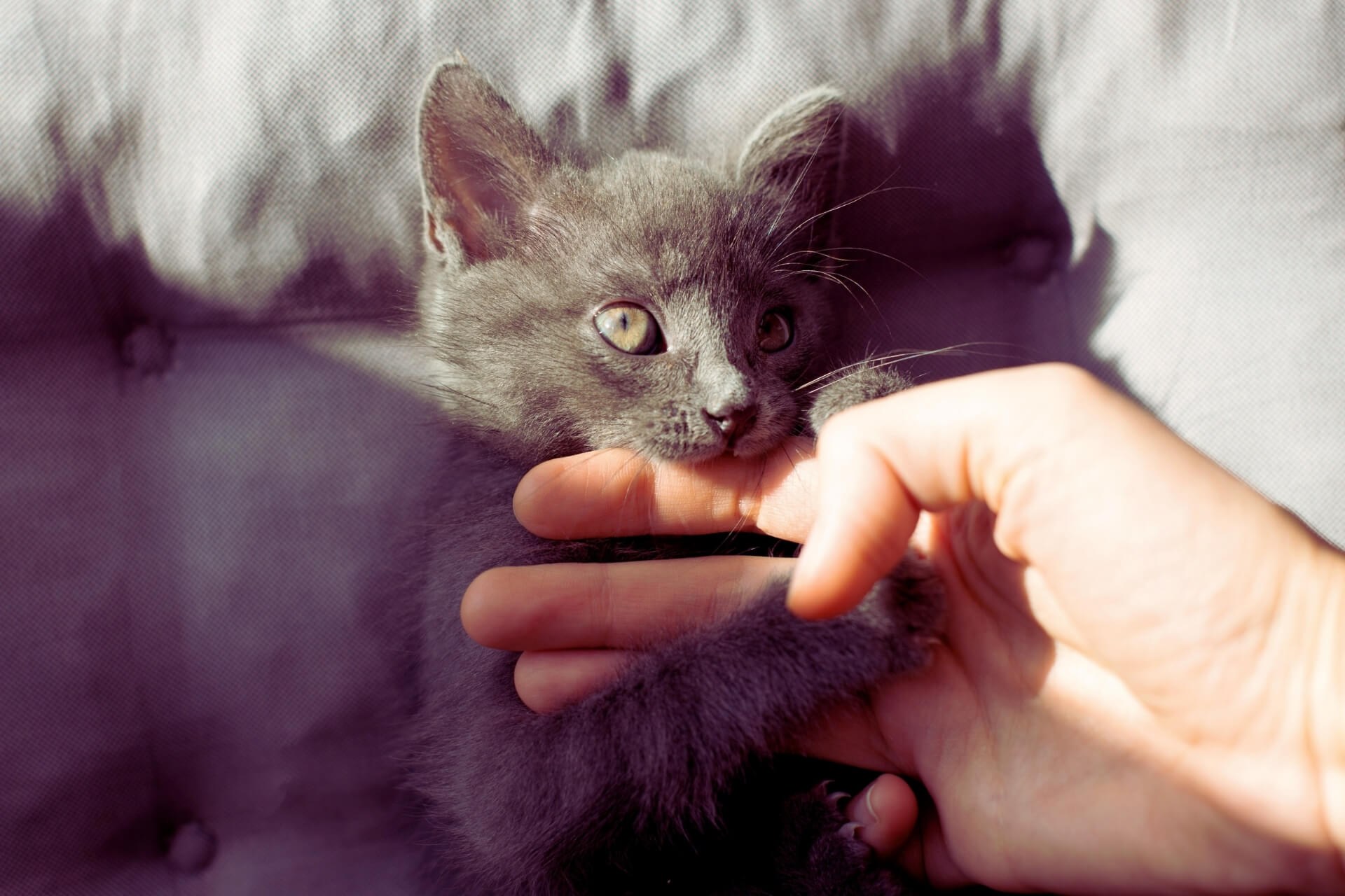 Укус пальца кошкой. Выразительный серый котенок. Кошка кусает.