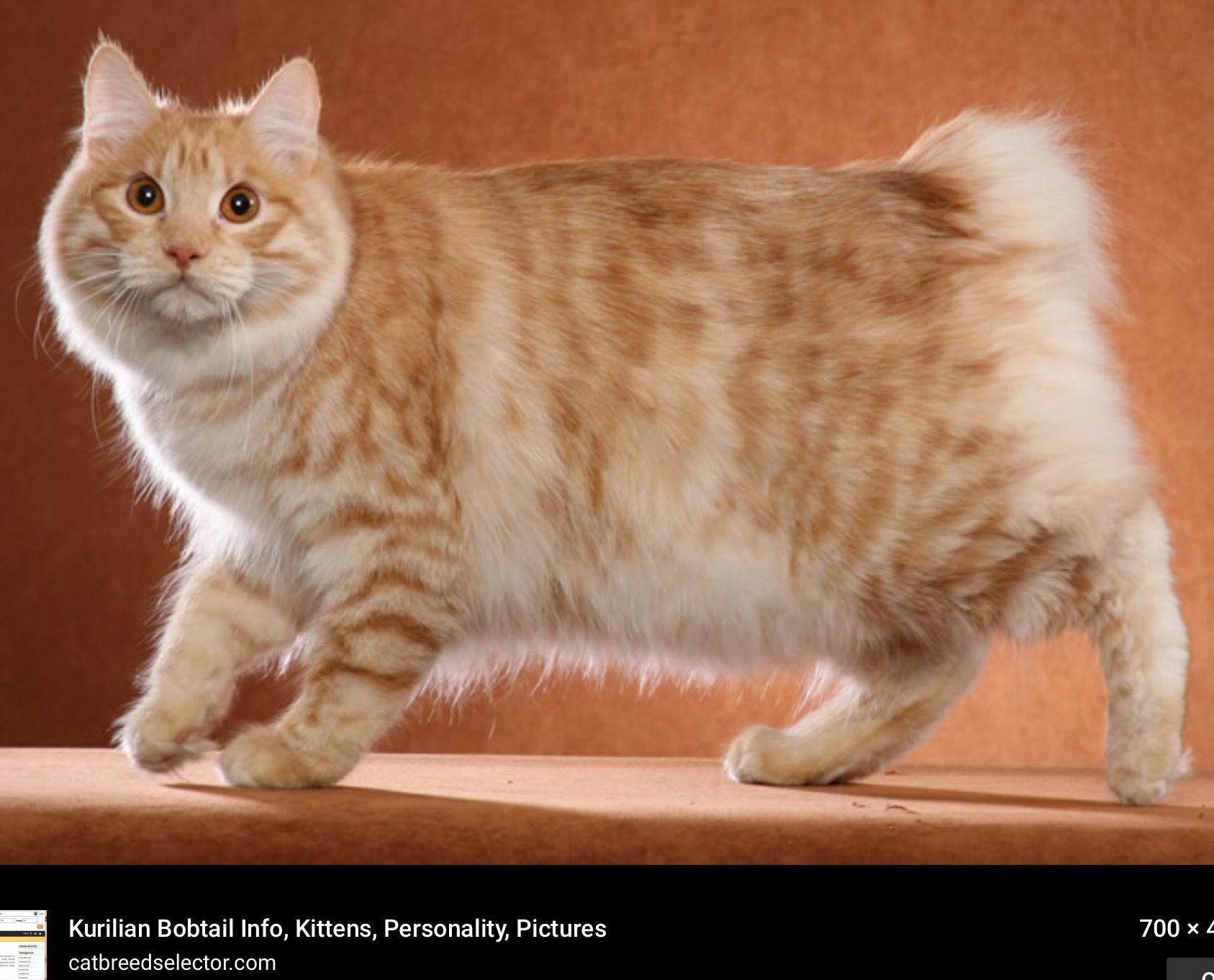 породы кошек с фотографиями и названиями бобтейл