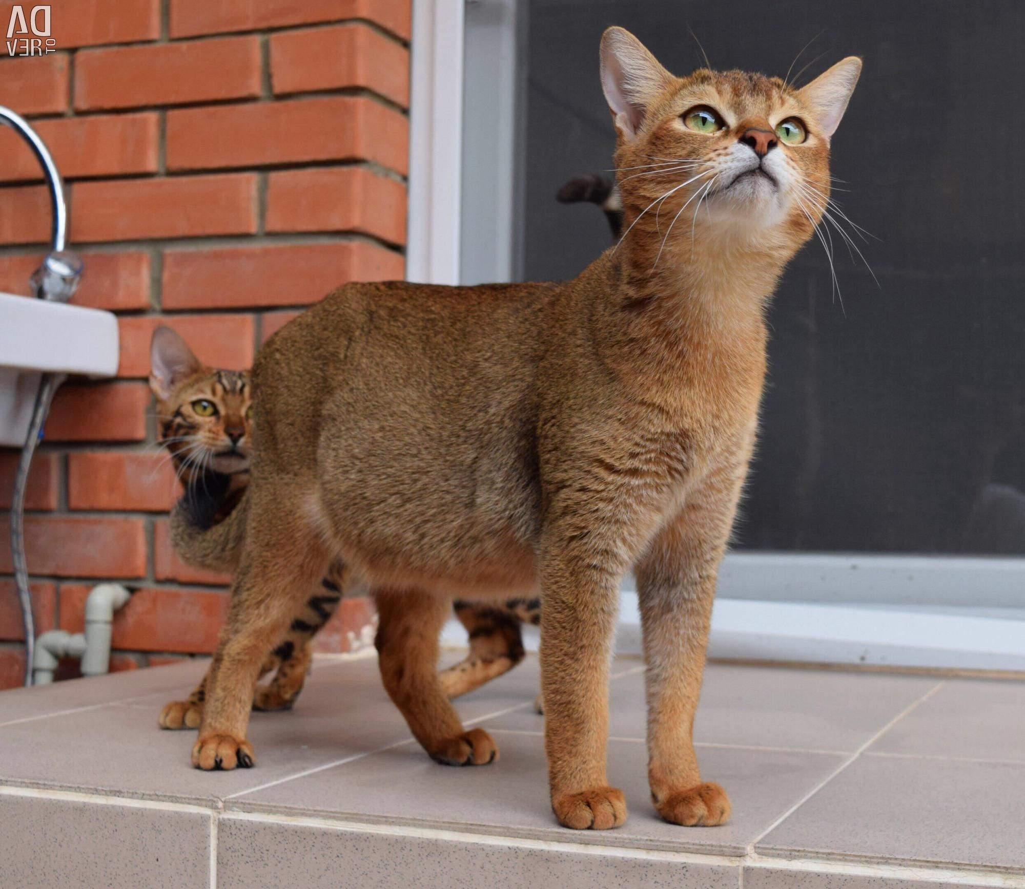 Чаузи фото. Чаузи f1. Чаузи кошка ф1. Чаузи ф1 абиссинский. Котята чаузи ф1.