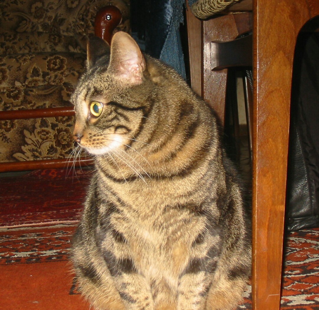 Камышовый кот полосатый домашний