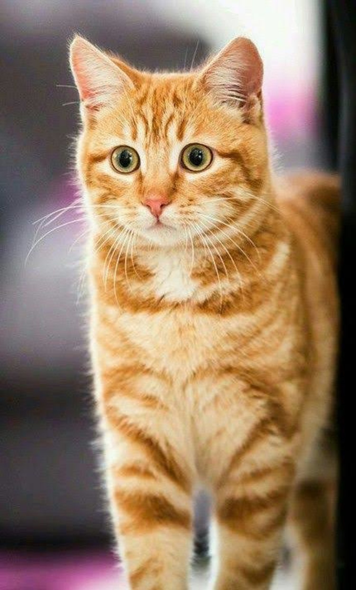 Рыжий полосатый кот фото