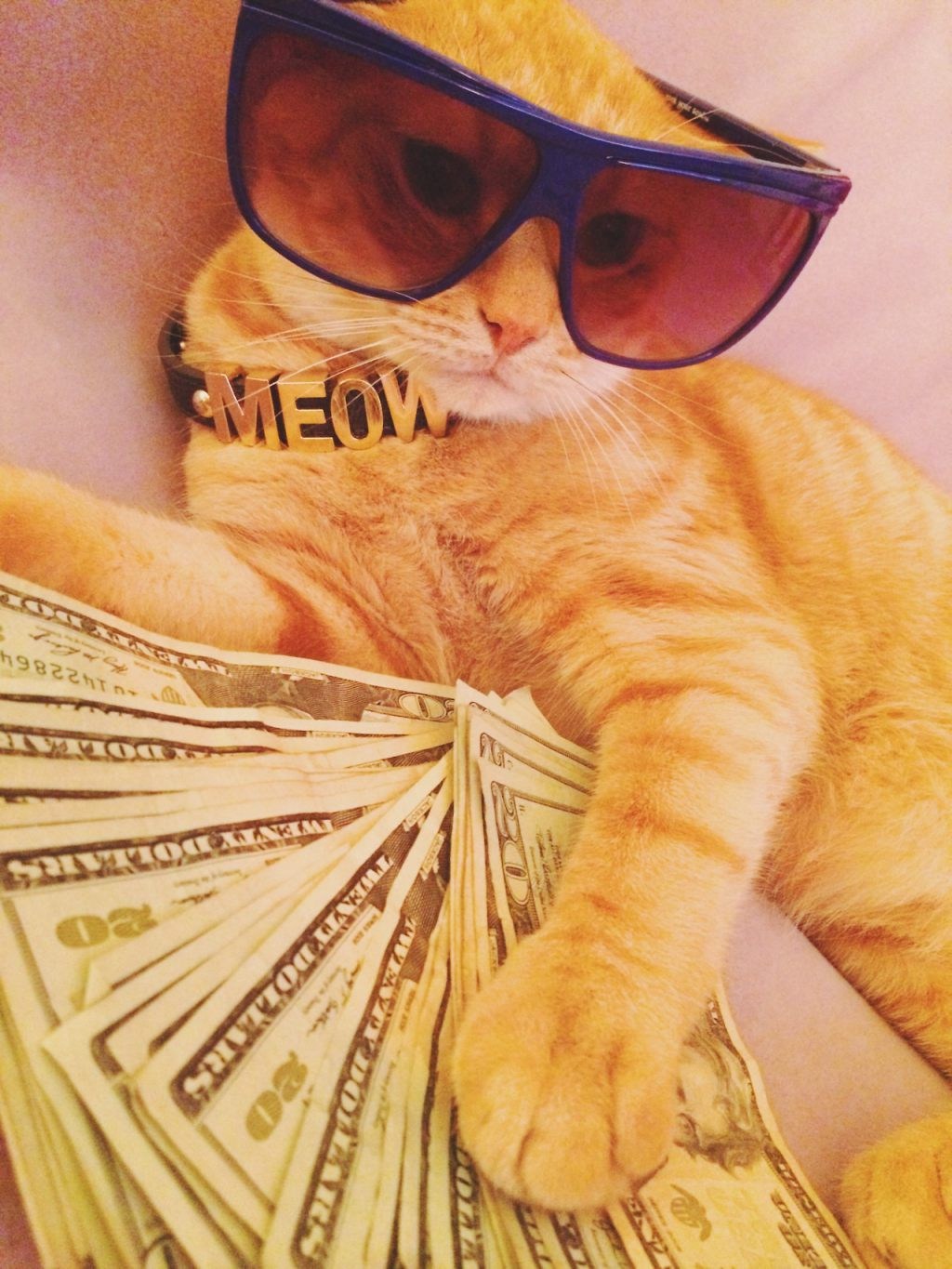 Богатый кот