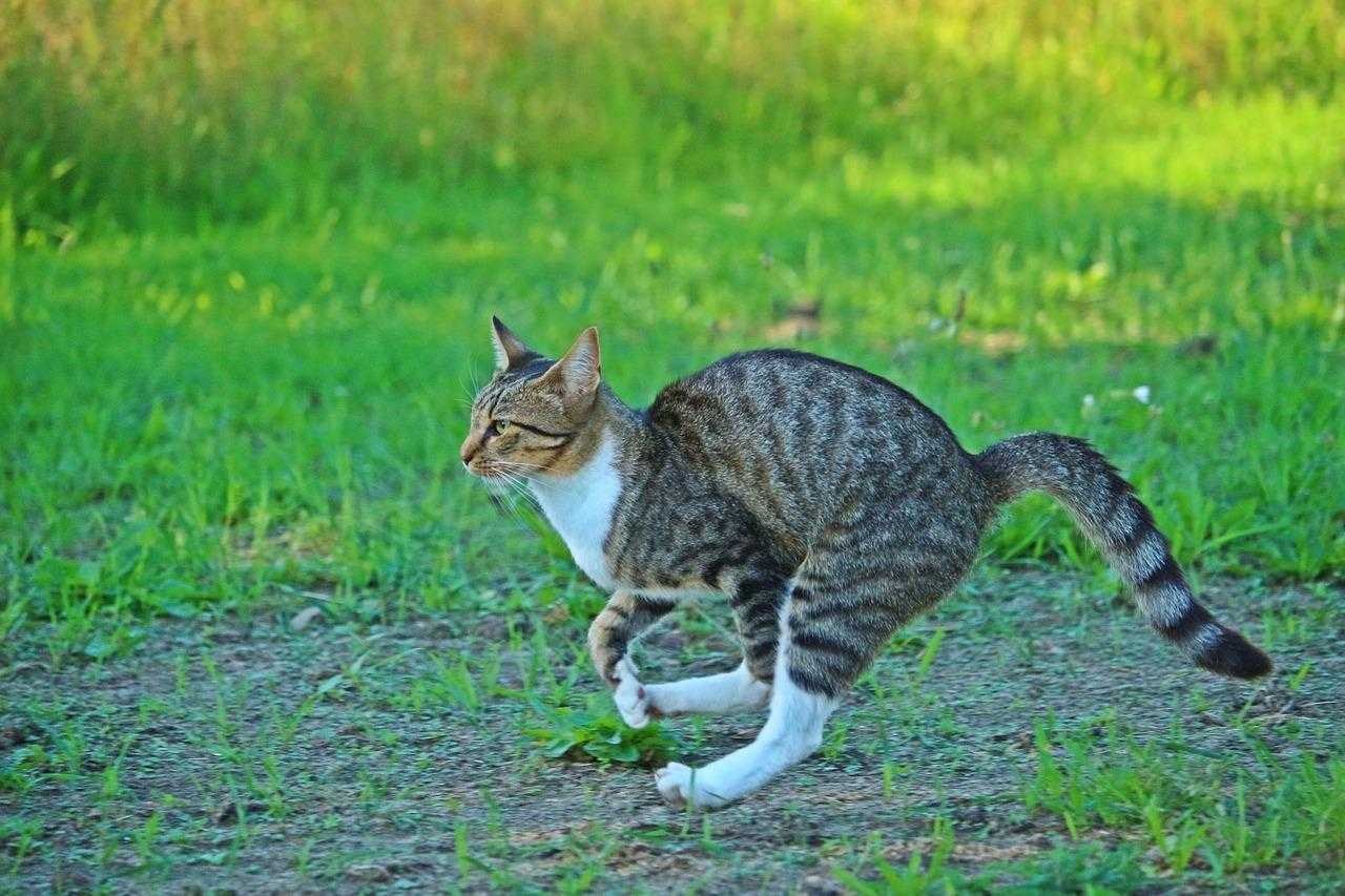 Снится убегающий кот. Кошка бежит. Кот убегает. Бегуны кошки. Кот на бегу.