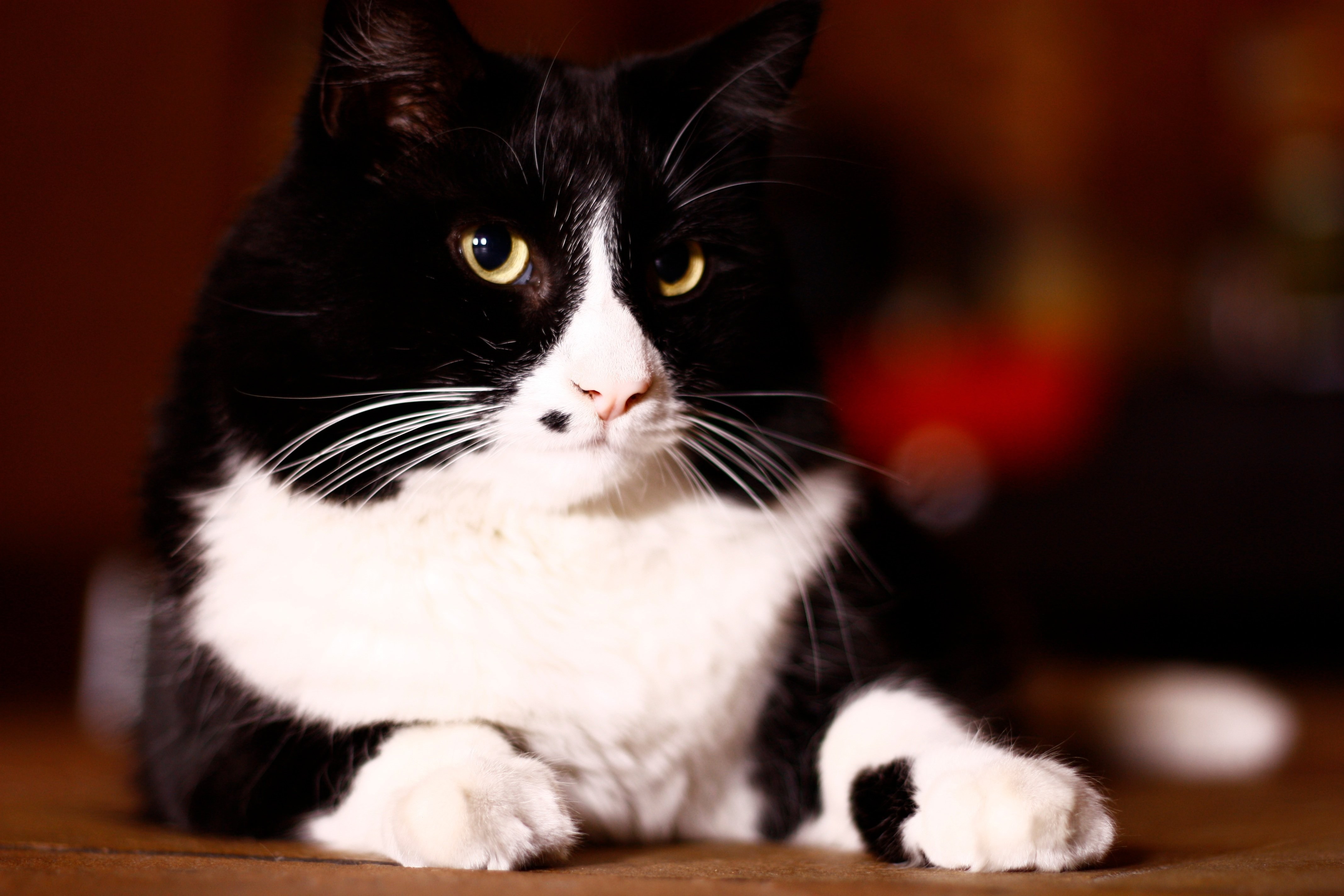Американская короткошёрстная кошка черно белая